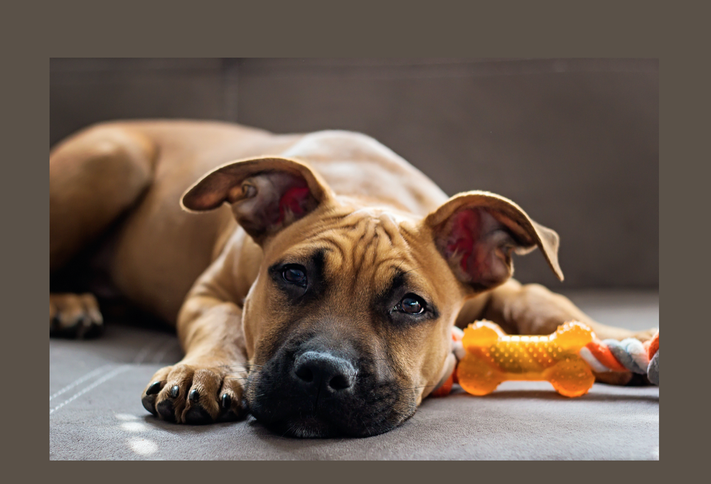 Consultations & Cost — Lindsy Murray Dog Behaviourist