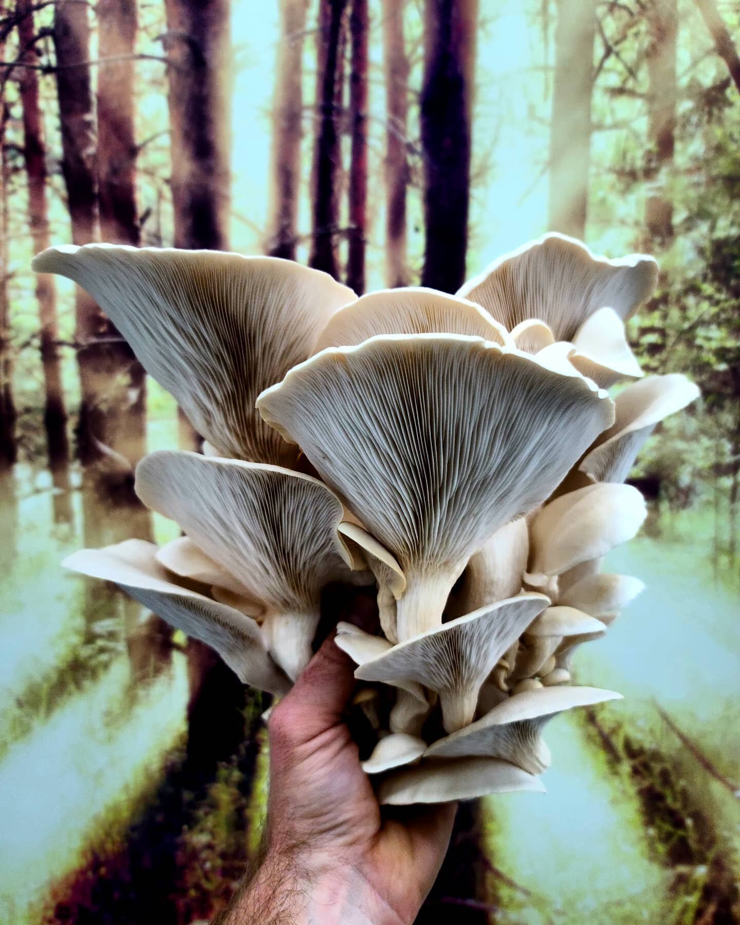 Eat more Mushrooms!!

#mushrooms #fungifantastic #mycologyclub #fungiofinstagram #mushies #mycology #growmushrooms #mushlove #fungiphotography #fungifreaks #fungi #shrooms #wildcrafting #fungus #fungusamongus
