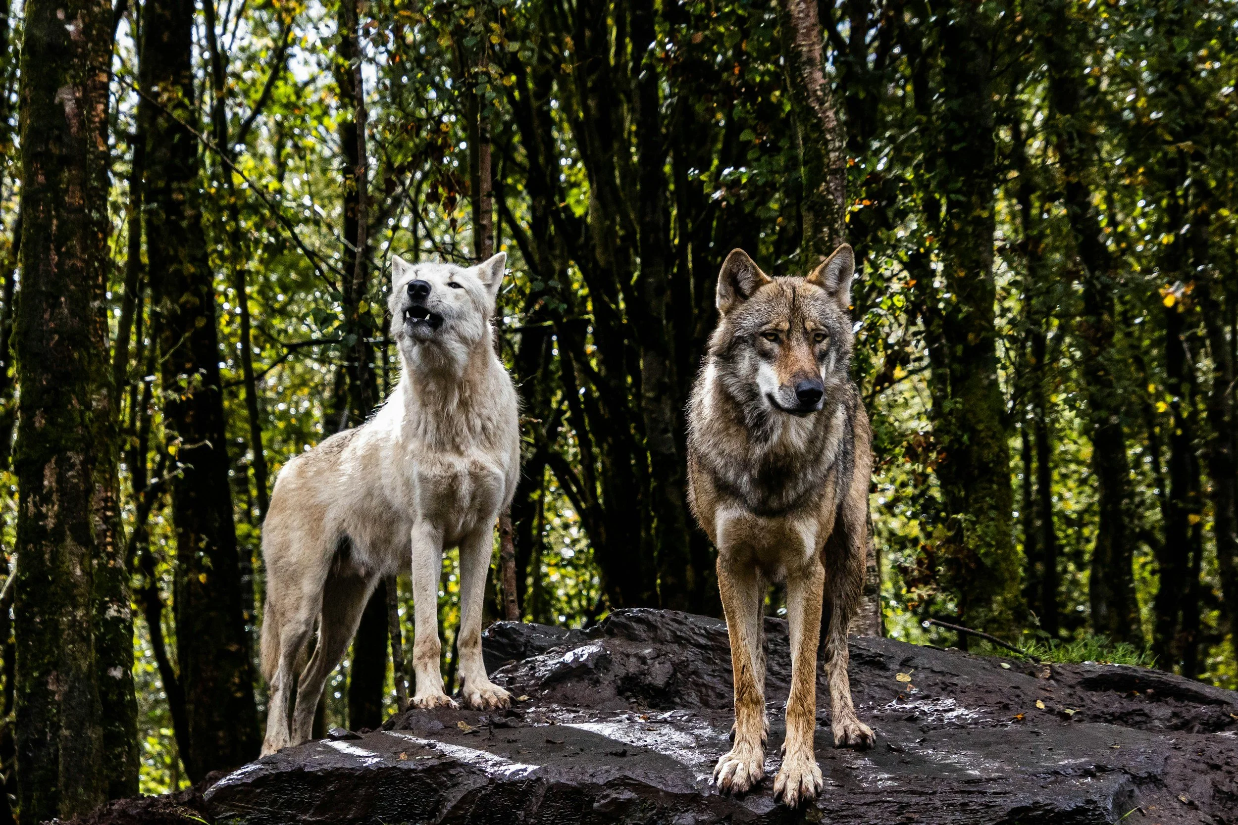 The Wolf You Feed Becomes the Man You Become