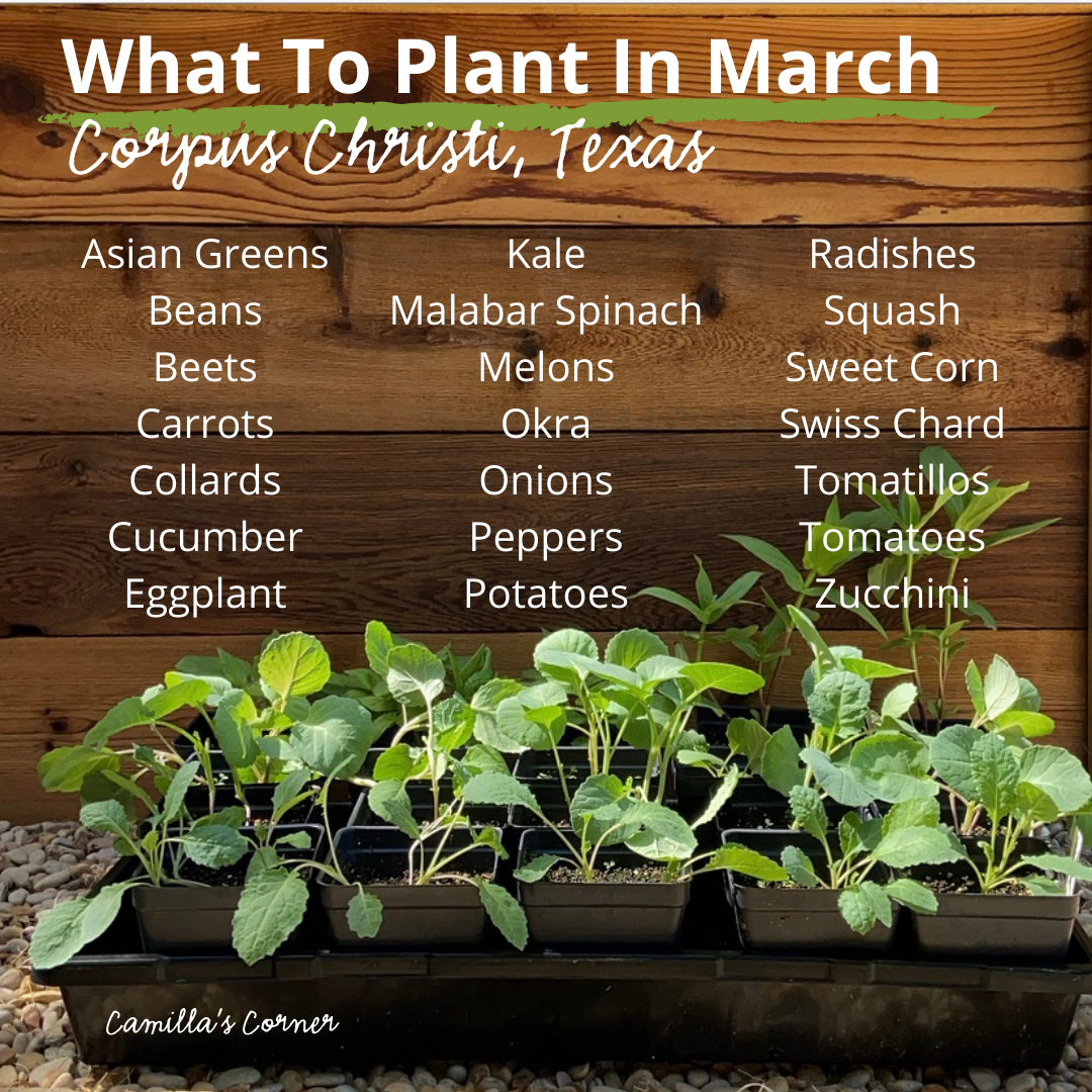 Spring Companion Planting Guide Zone 9 — Camilla's Corner