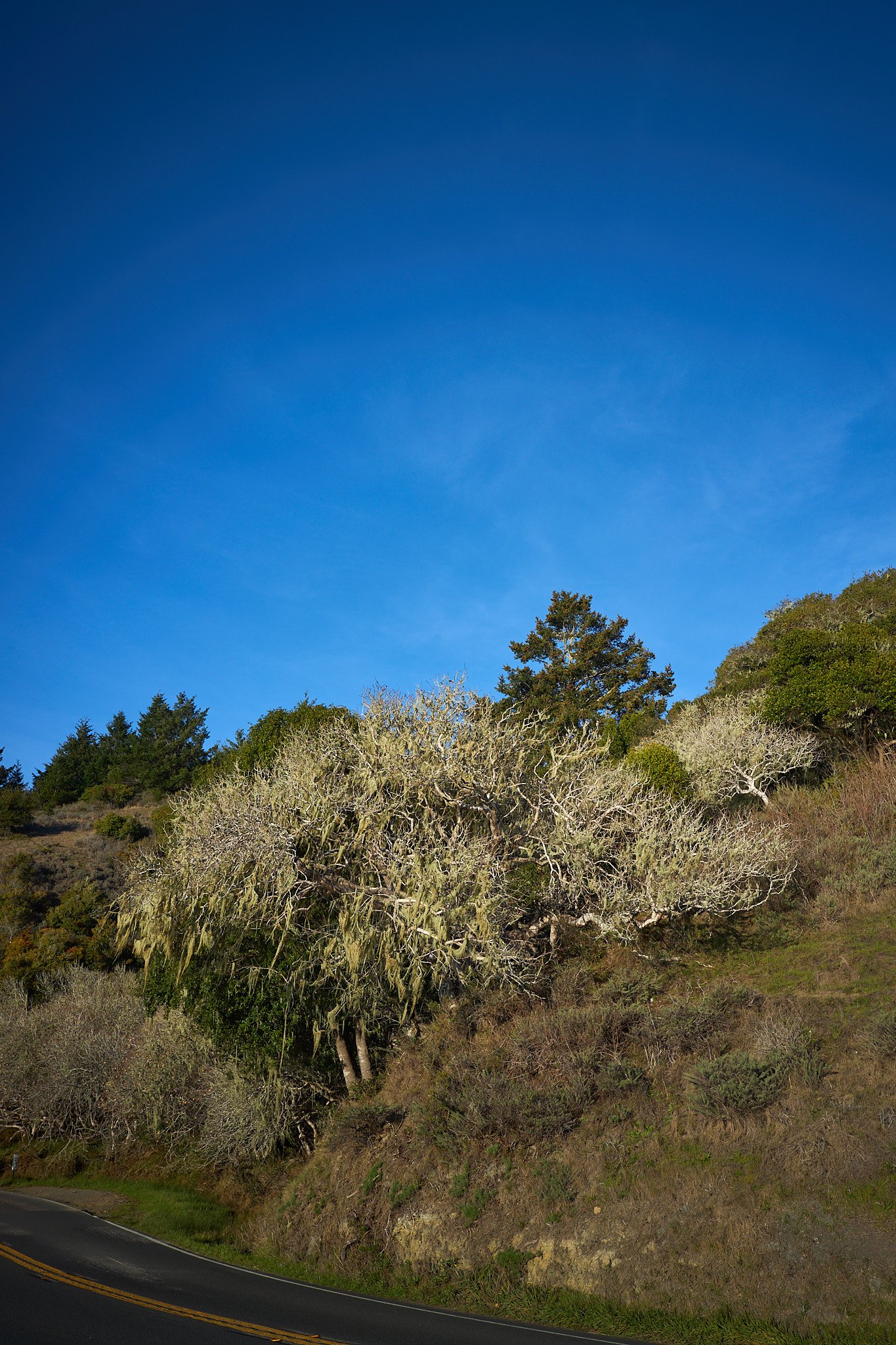 251130 Mill Valley Thanksgiving 518 .jpg