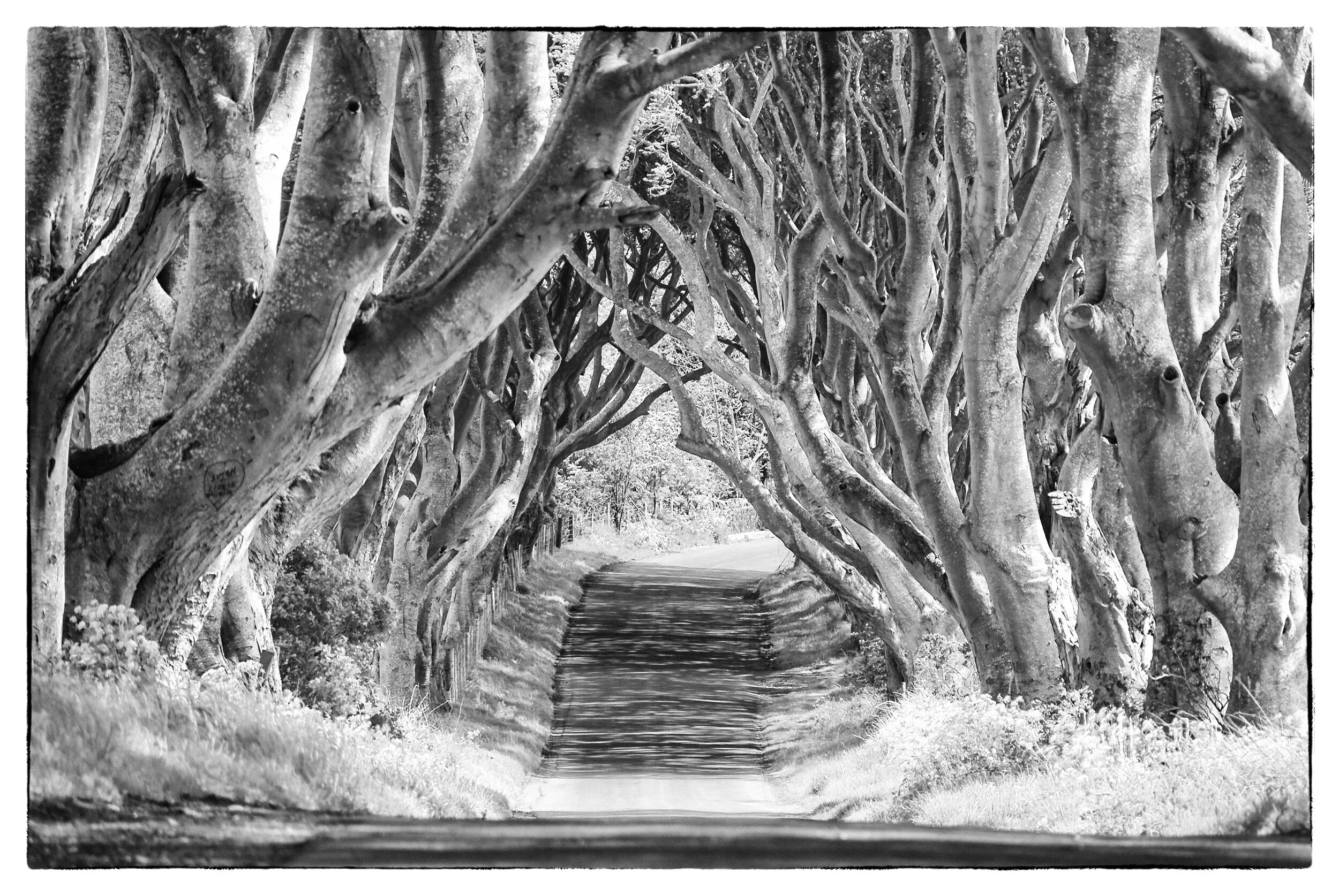 Dark Hedges, Ballymoney, Co. Antrim, Northern Ireland