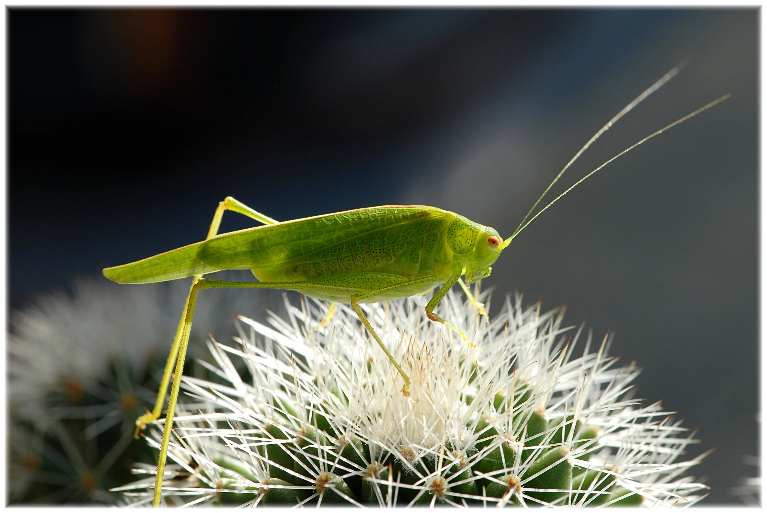 Westbengalische Fakirschrecke ? 