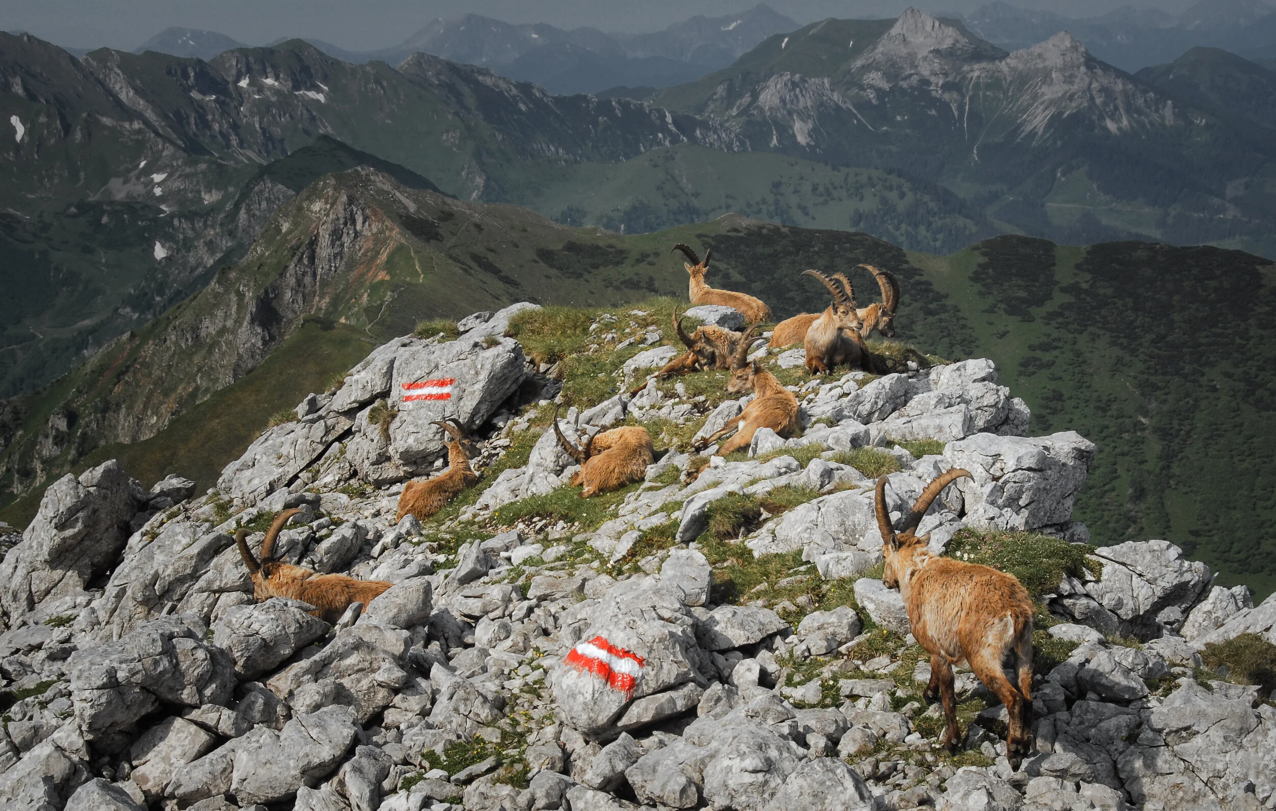 Den Weg teilen, Steinböcke TAC-Spitze, Stmk