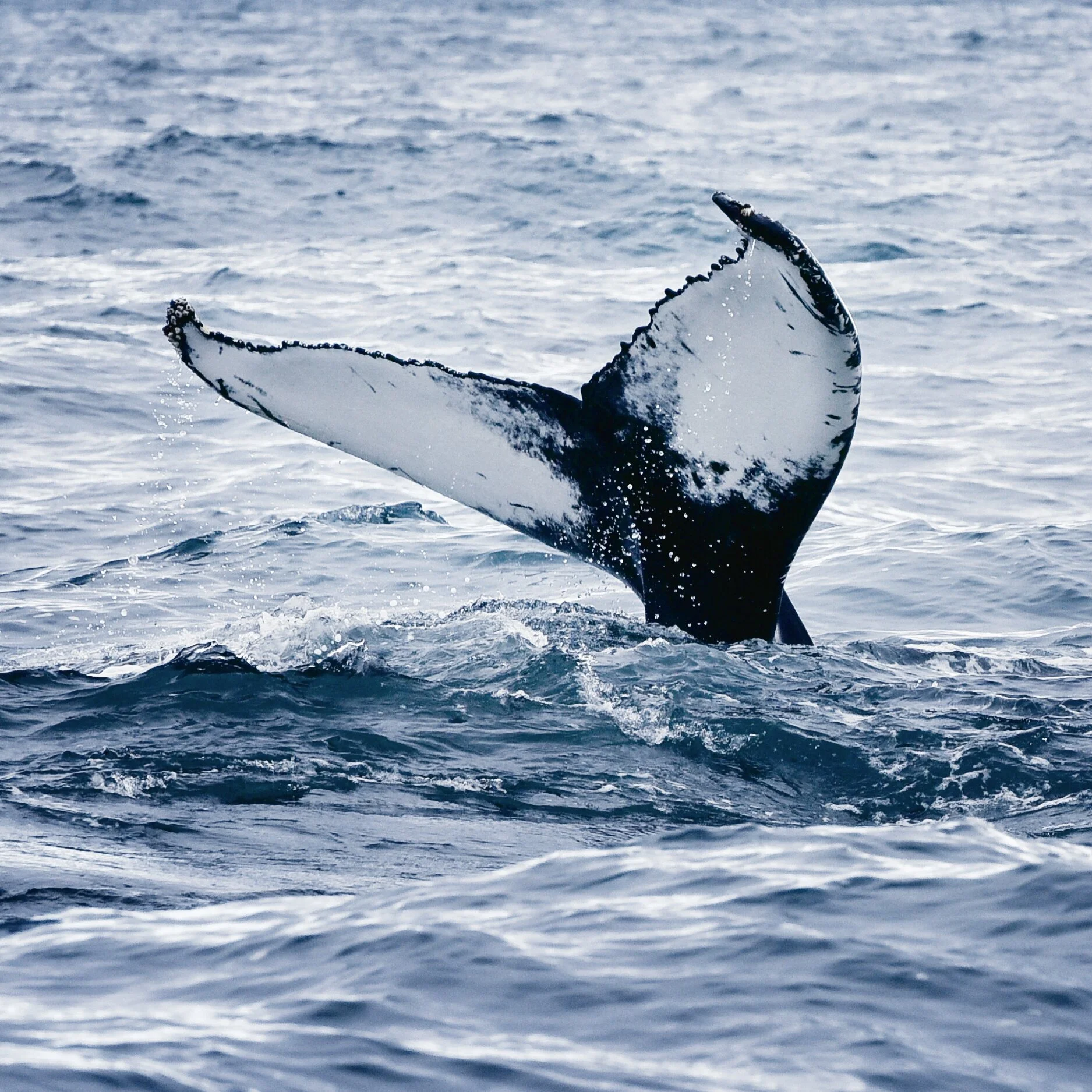 Abtauchen, Buckelwal vor Husavik, Island