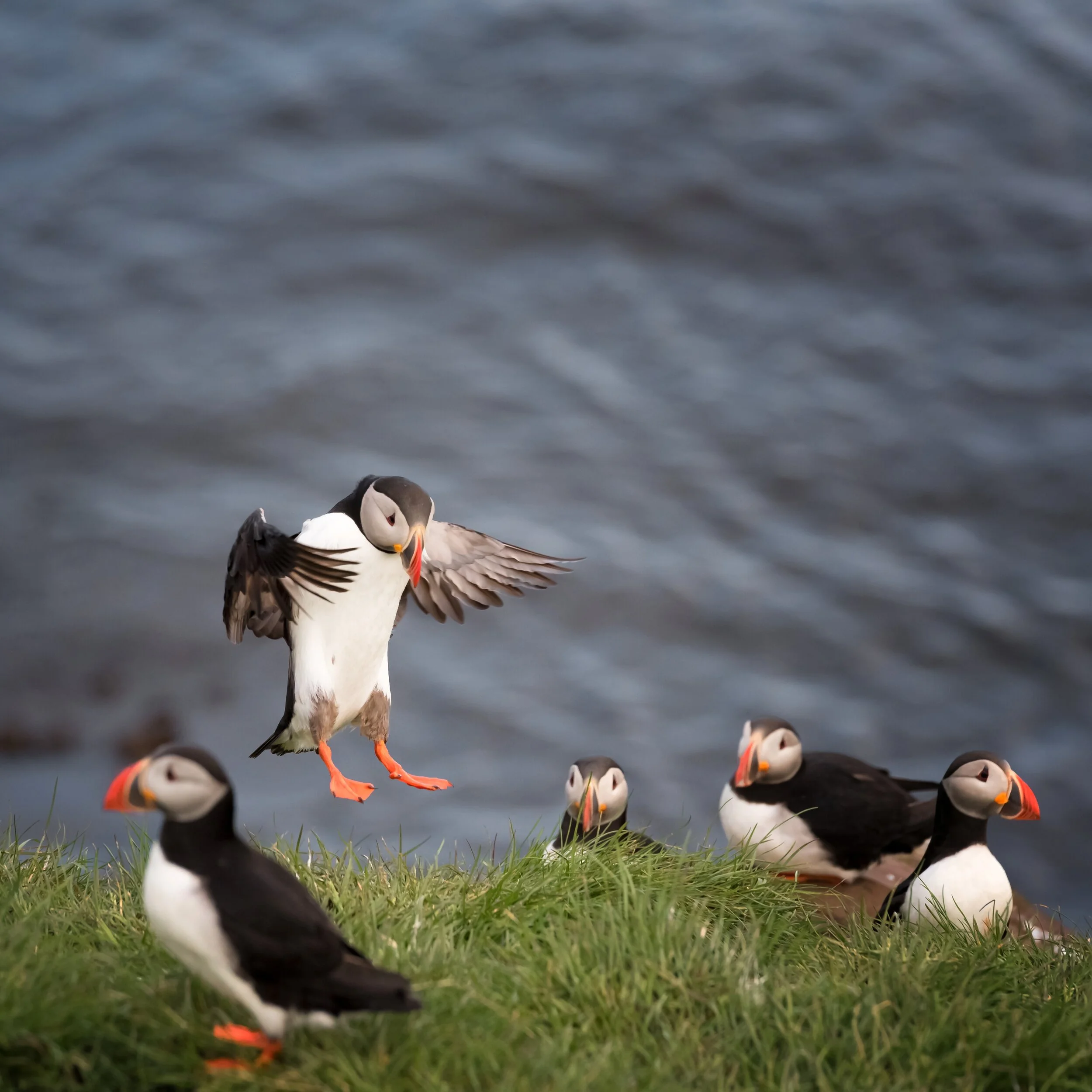Attention, please ! Puffin, Bakkagerdi, Island