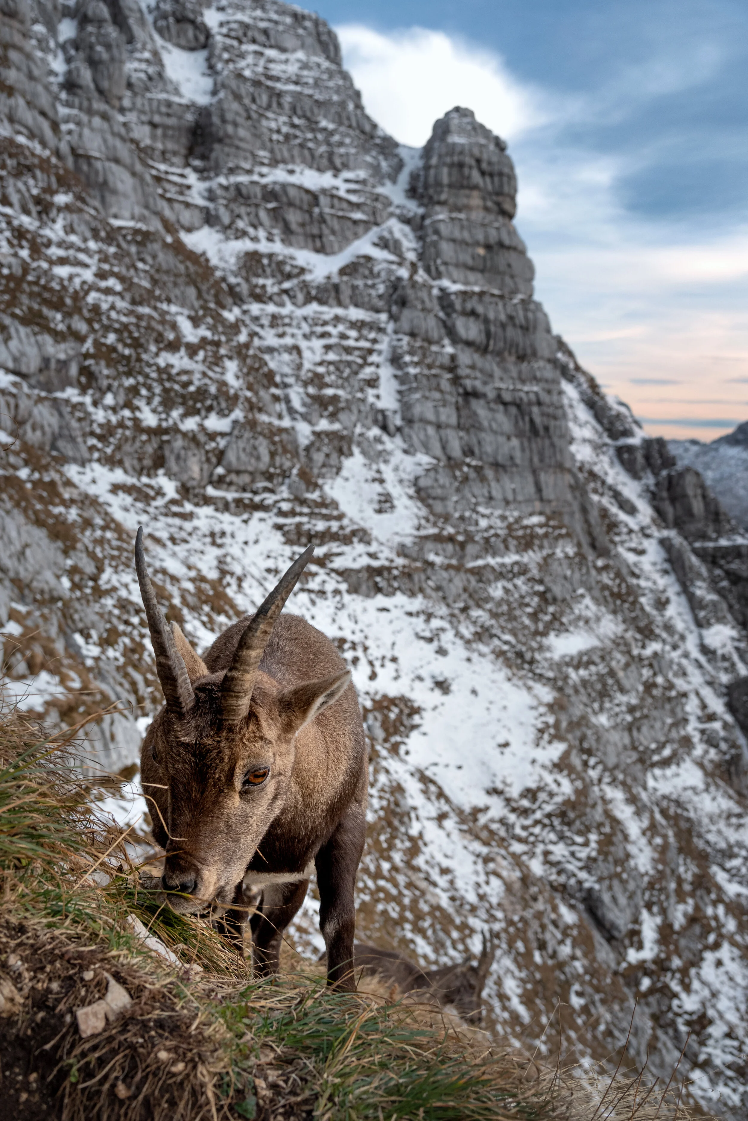 Abendbrot im Abendrot - Cima di Terrarossa, Italien
