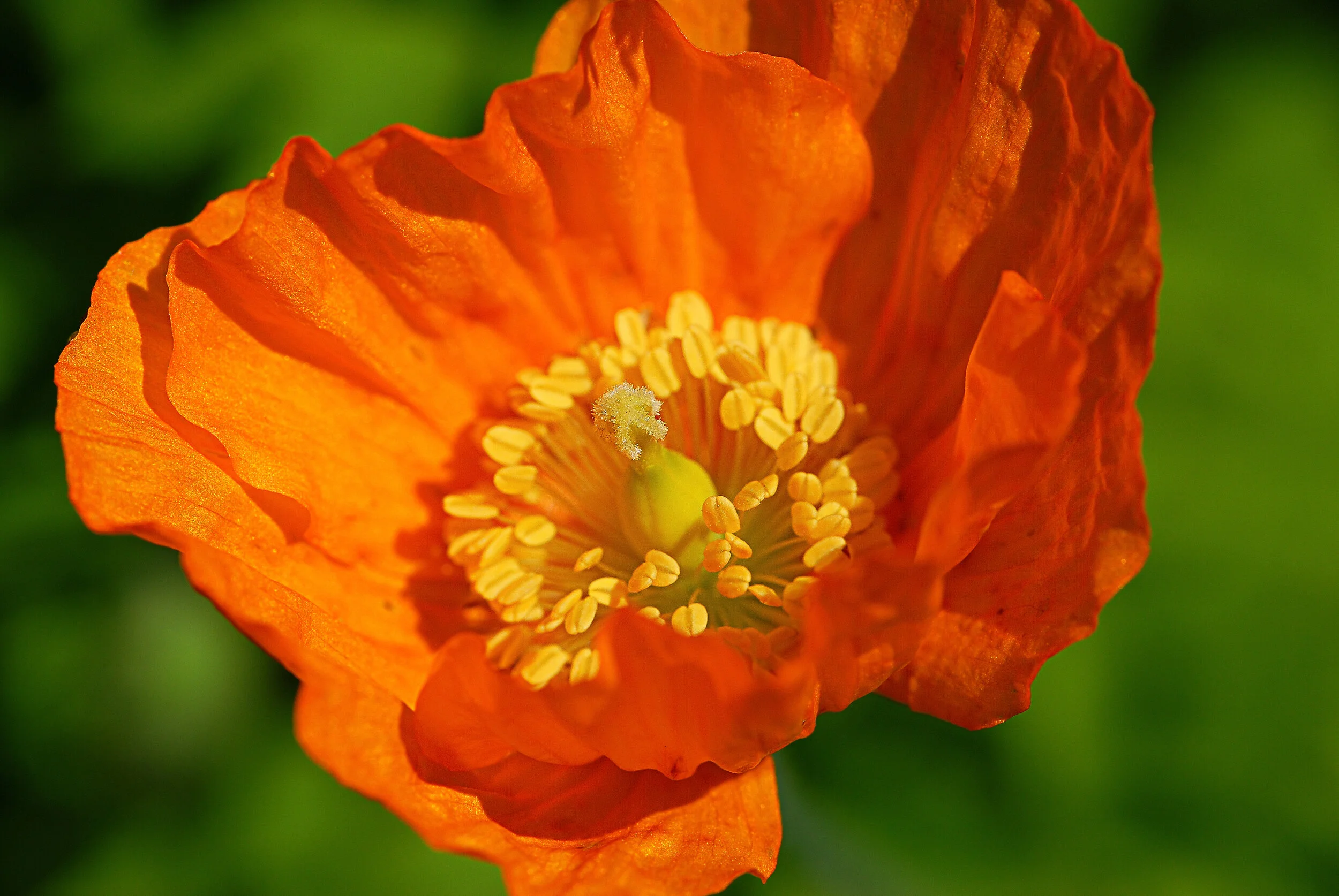 Orangen blühen weiss