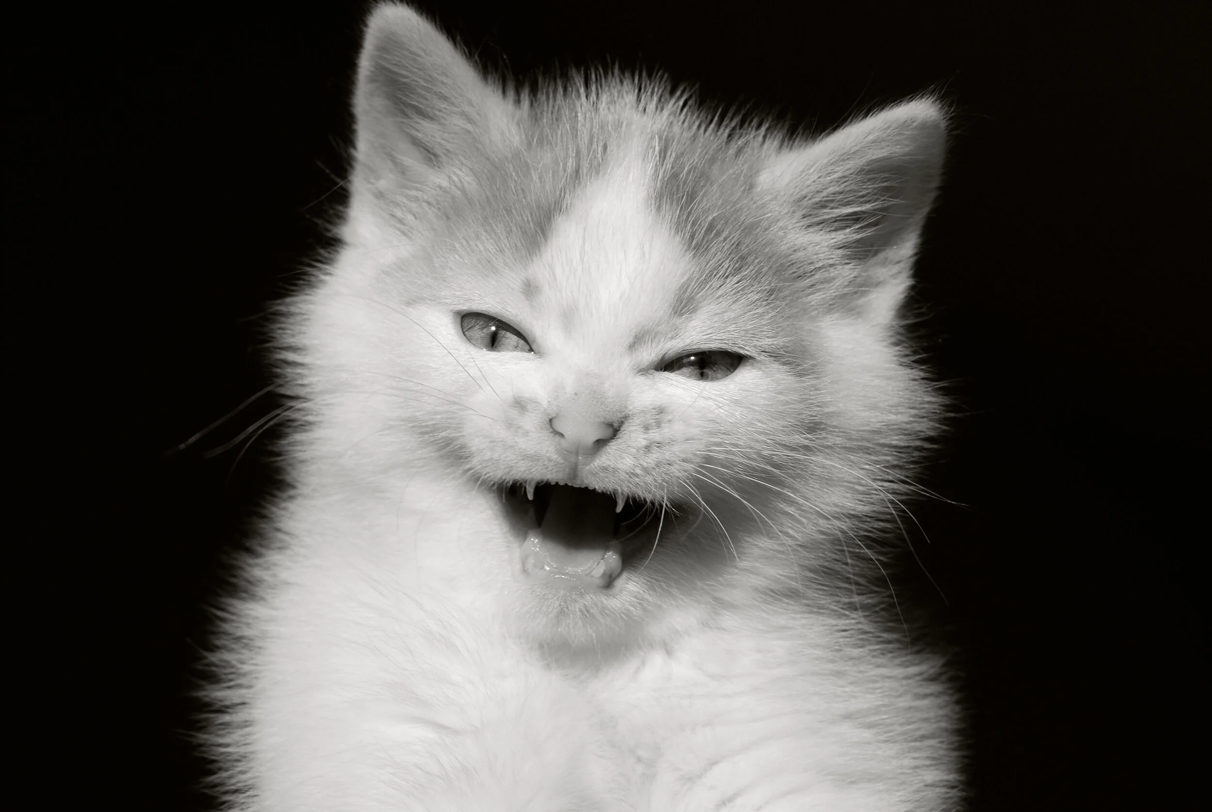 Don't kiss the Tiger