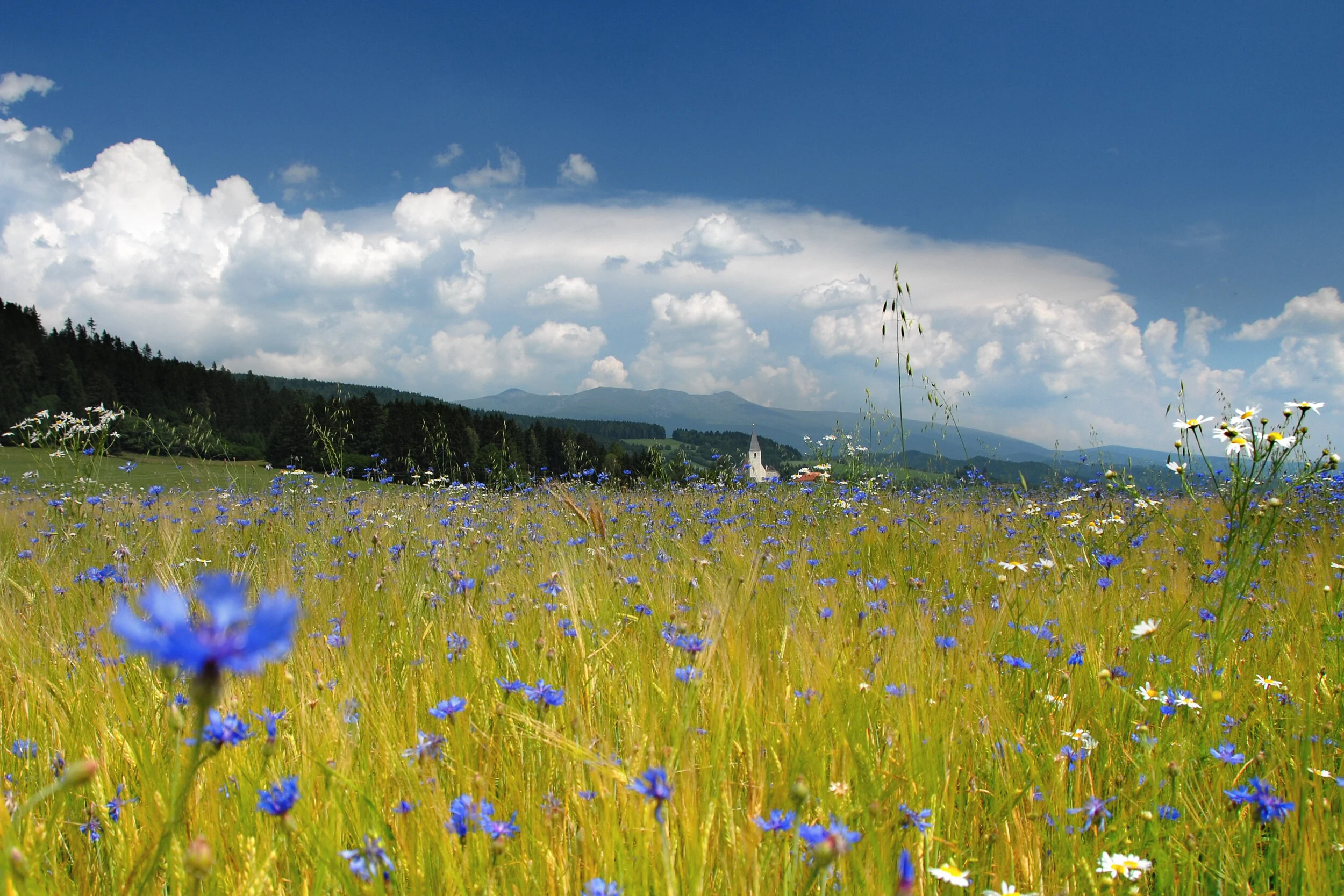 Kein Bett im Kornfeld - Mariahof, Steiermark