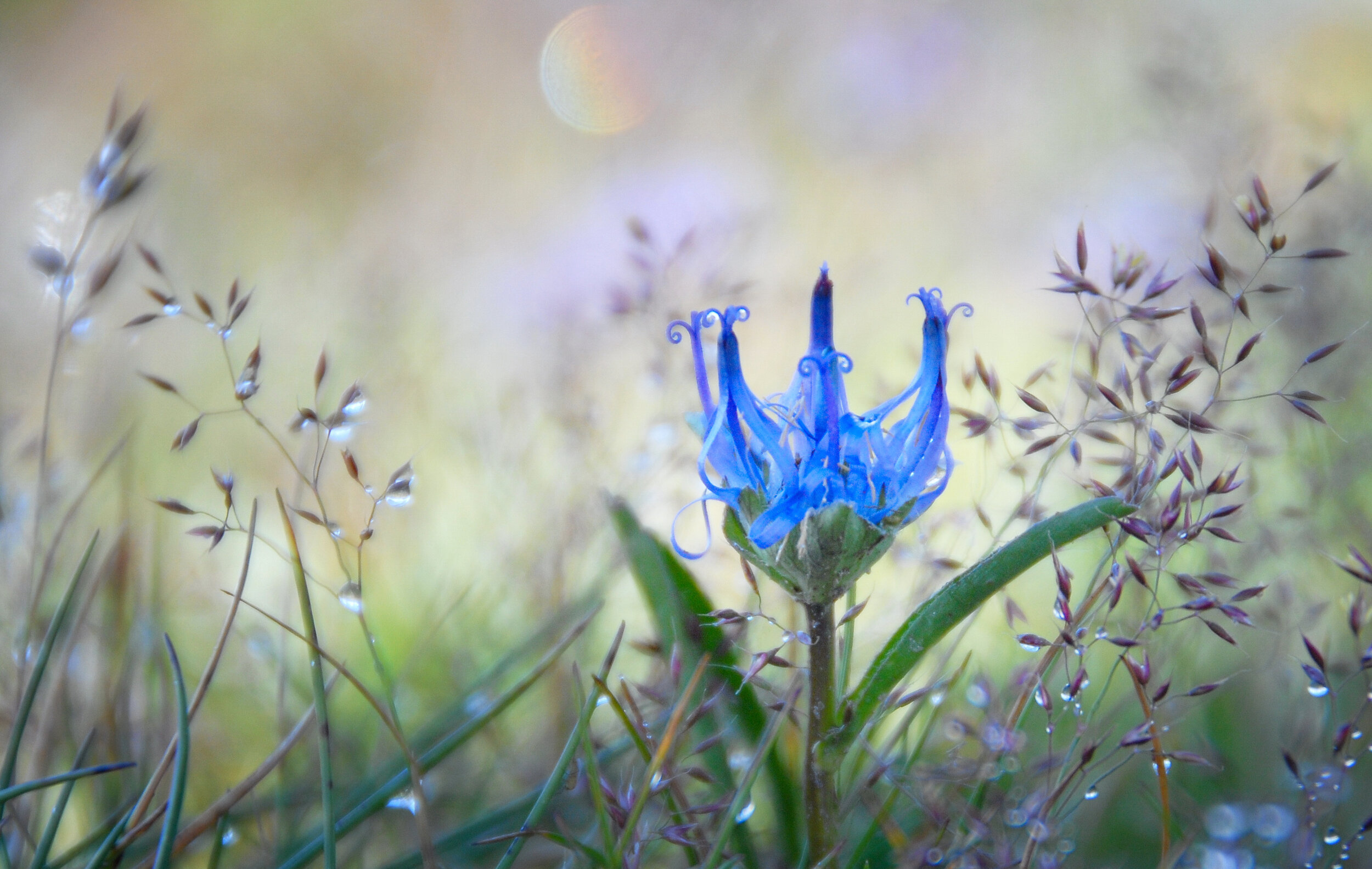 Morgentau - Schoberspitze