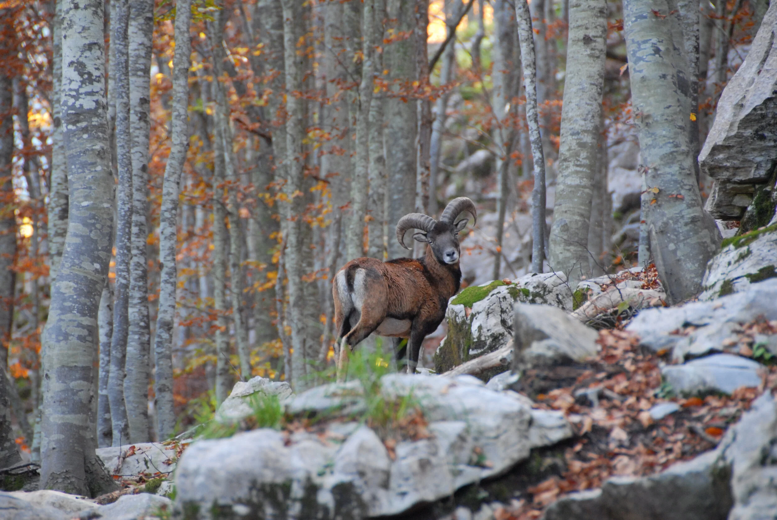 Rendezvous im Herbstwald - Mufflon, Pania della Croce, Garfagnana, Italien