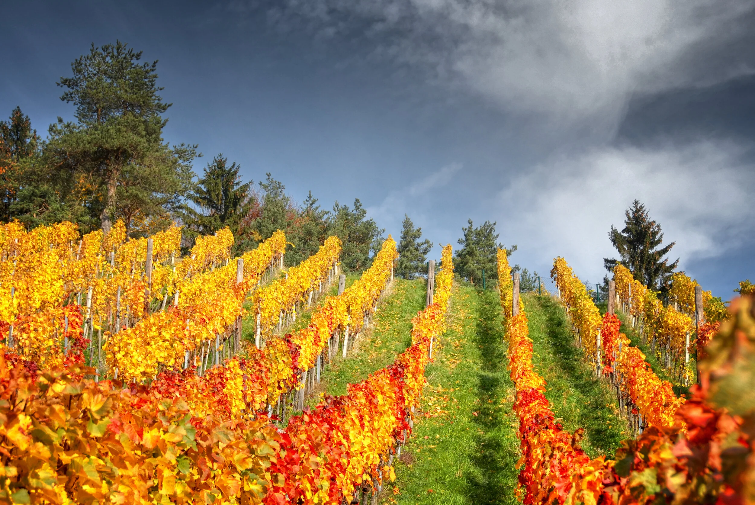 Im Herbst daheim - Südsteiermark