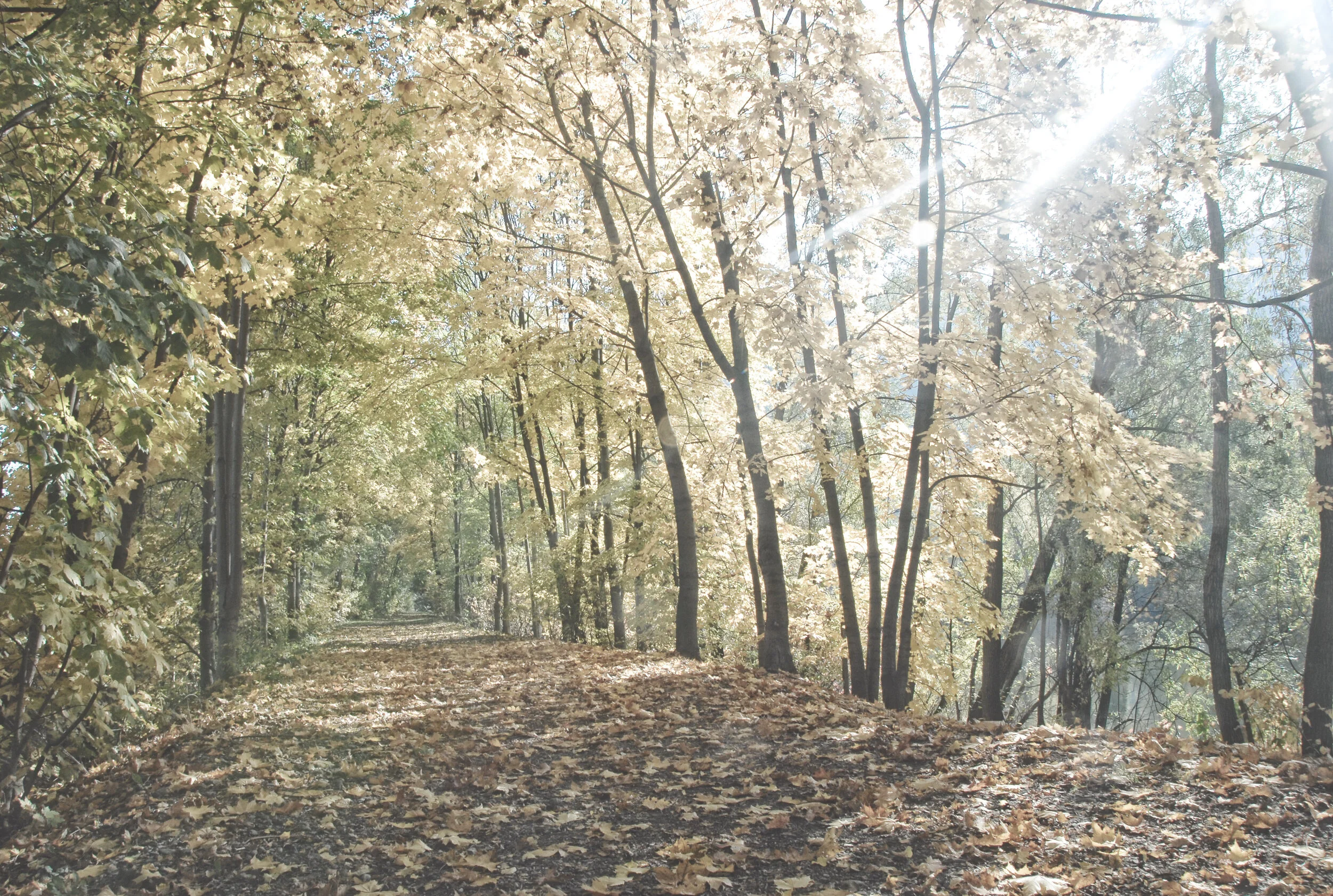 Allmählich weniger... - Weinzöttl, Graz