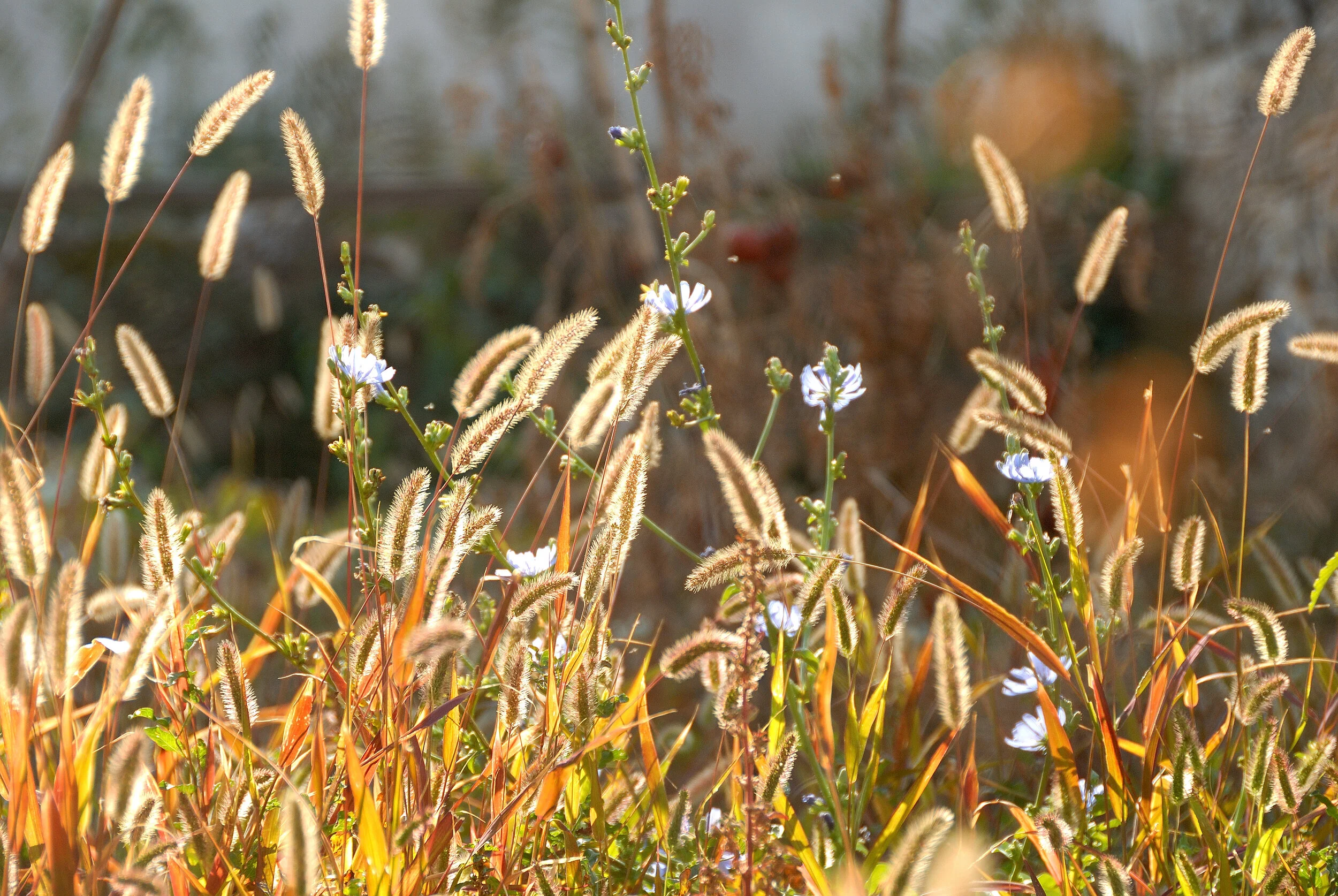 Herbstgräser - Istrien