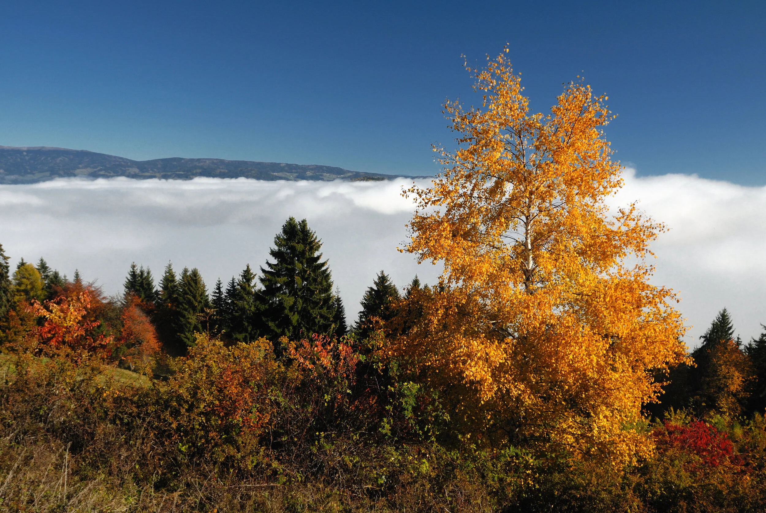 Das Leben über dem Nebelmeer - Kärnten