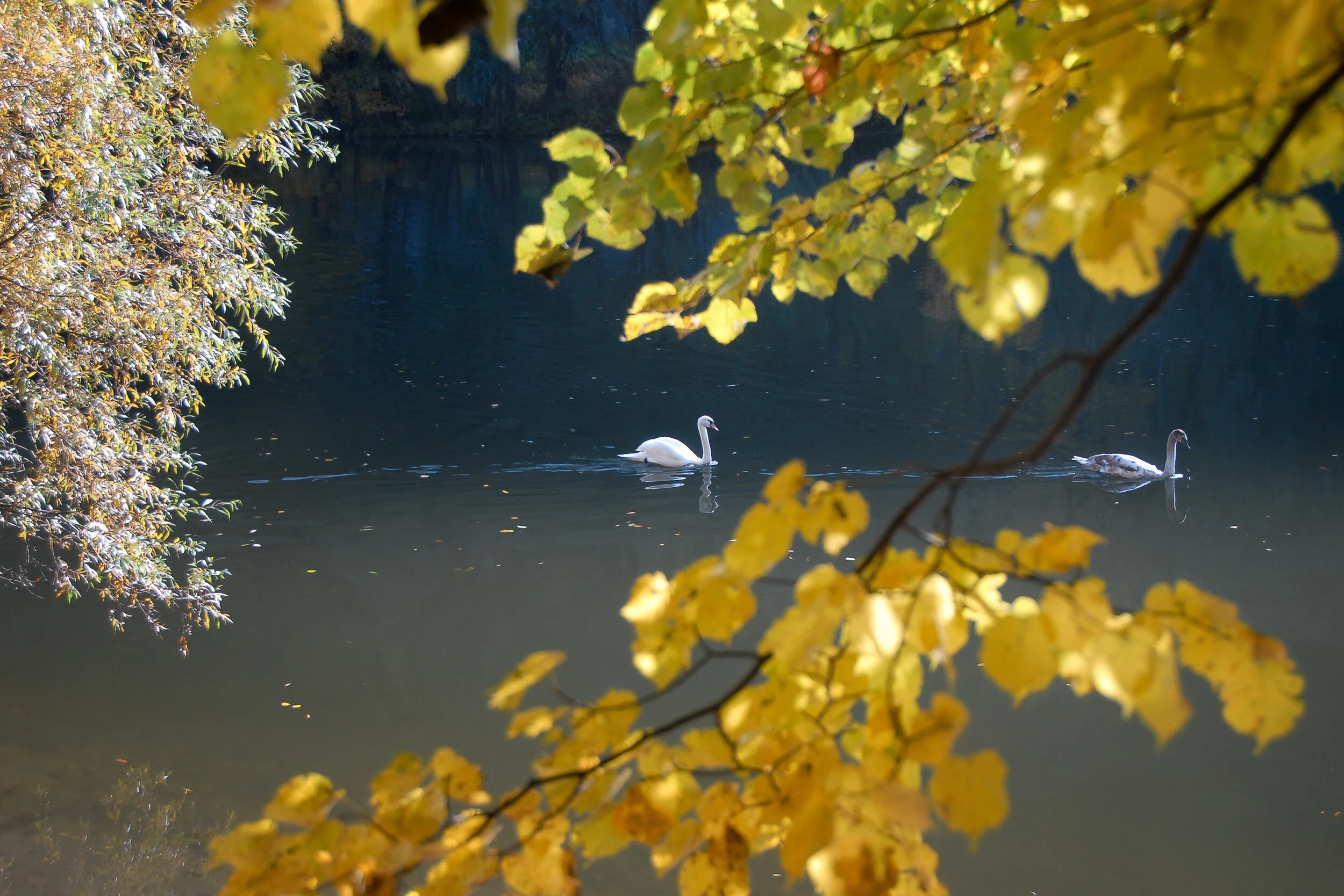 Eine Liebe im Herbst - Mur nördlich von Graz