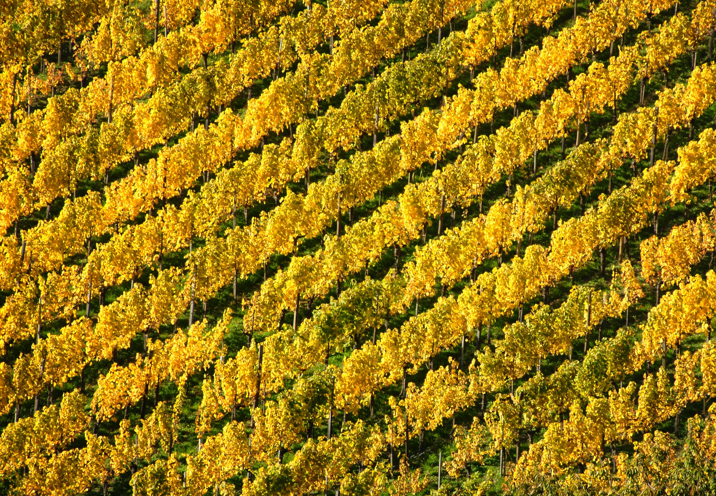 Schon schön schräg 