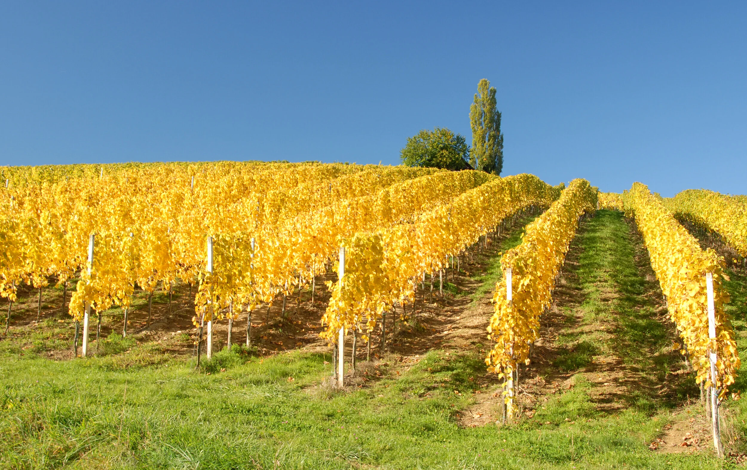 Yellow Mellow - Südsteiermark