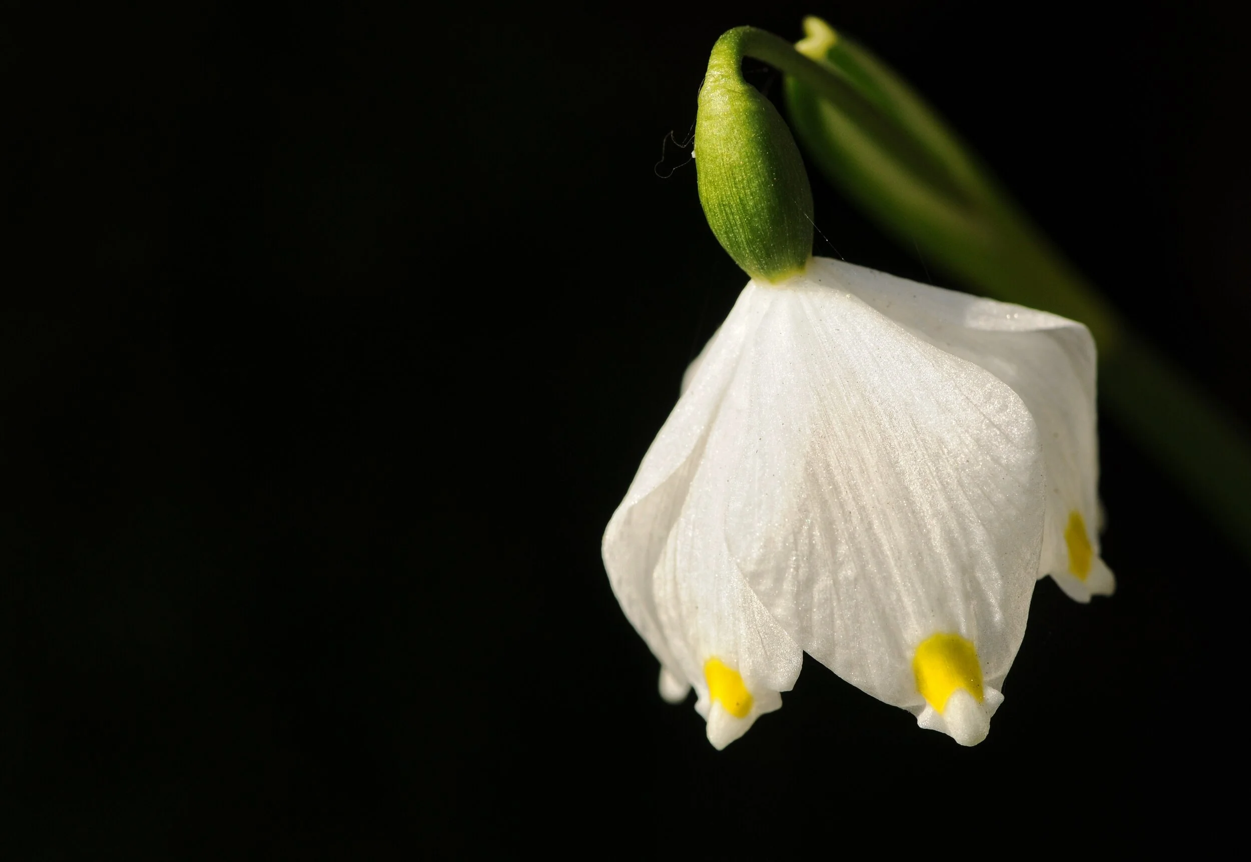 Frühlingknoten, Sonne nicht vergessen !