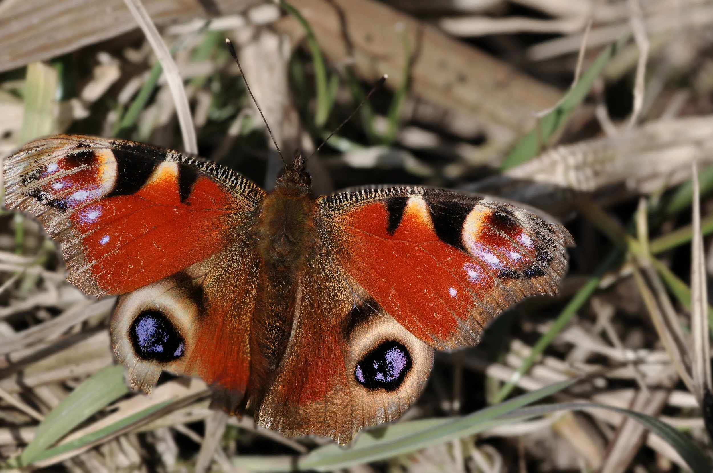 Zerbrechliche Schönheit