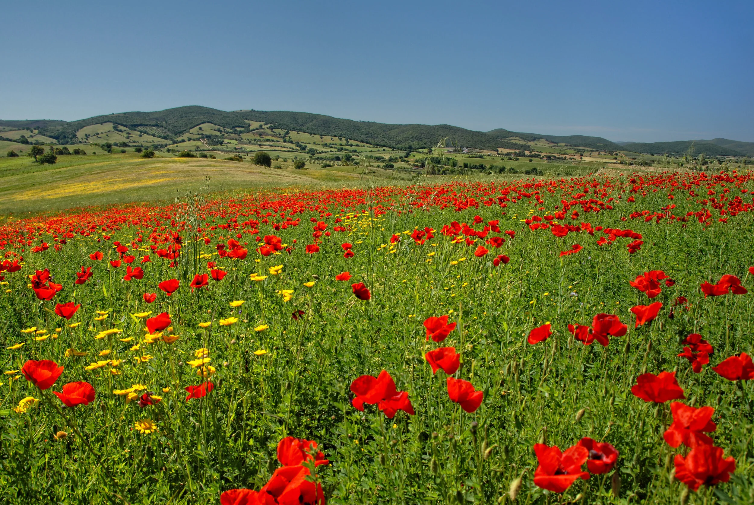 Die Romantik (Oder: Die Suche nach der blauen Blume) - Toskana