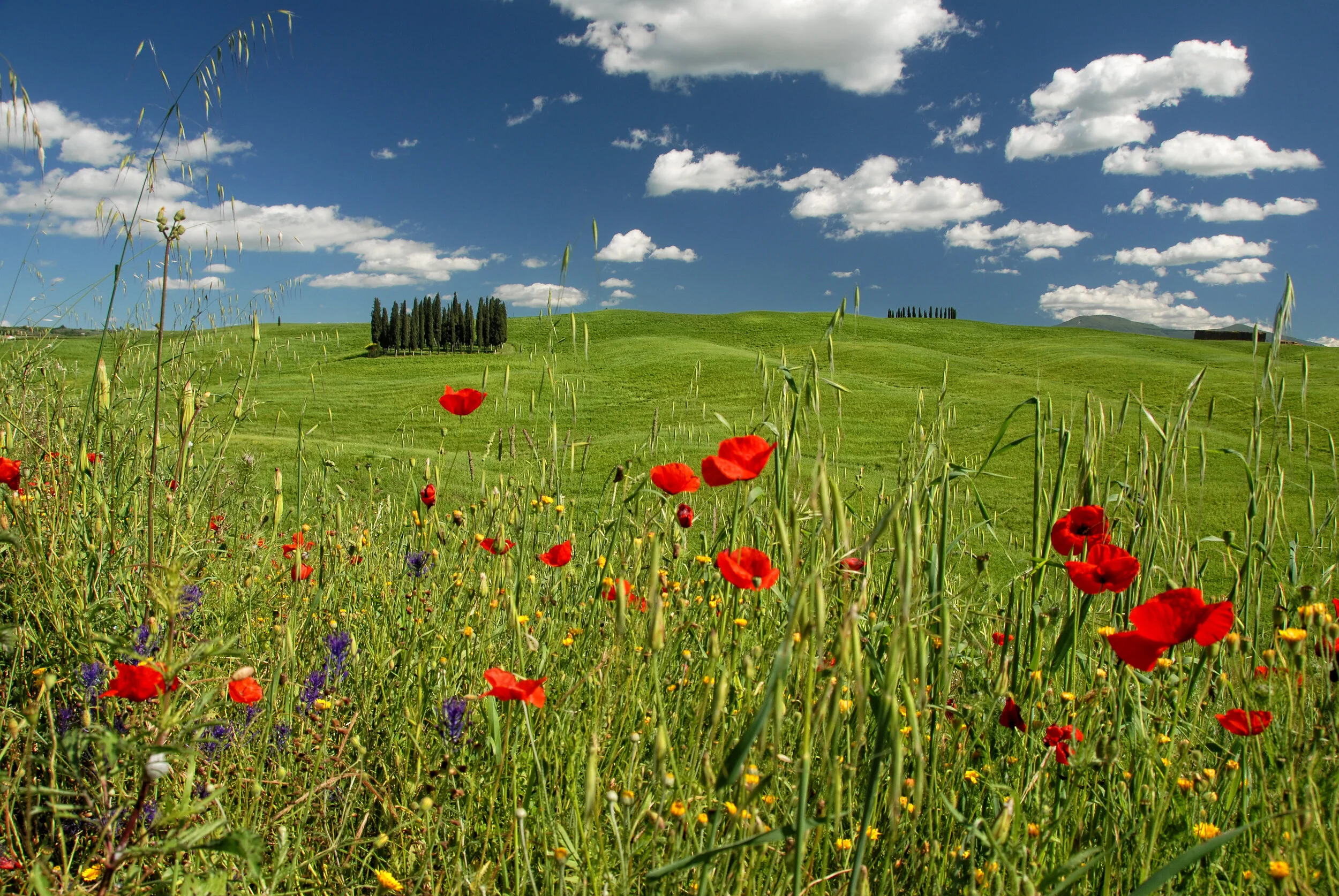 Zypresseninsel - Val d'Orcia, Toskana