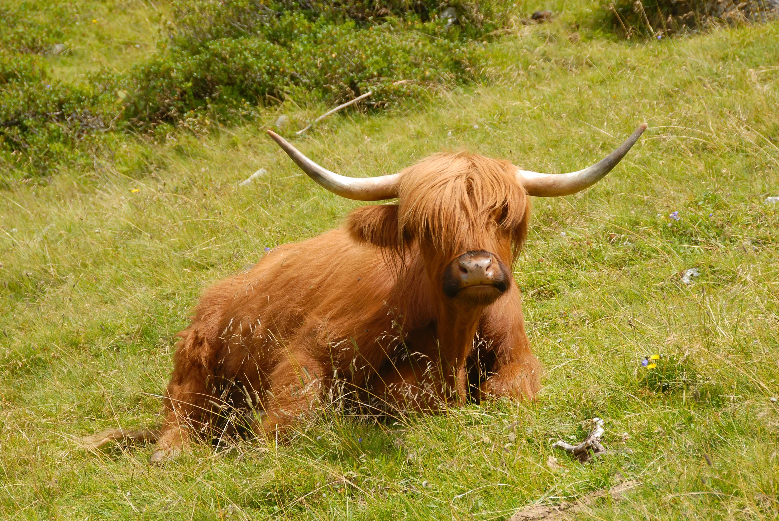 Gestatten: Mac.Cool, Angus Mac.Cool