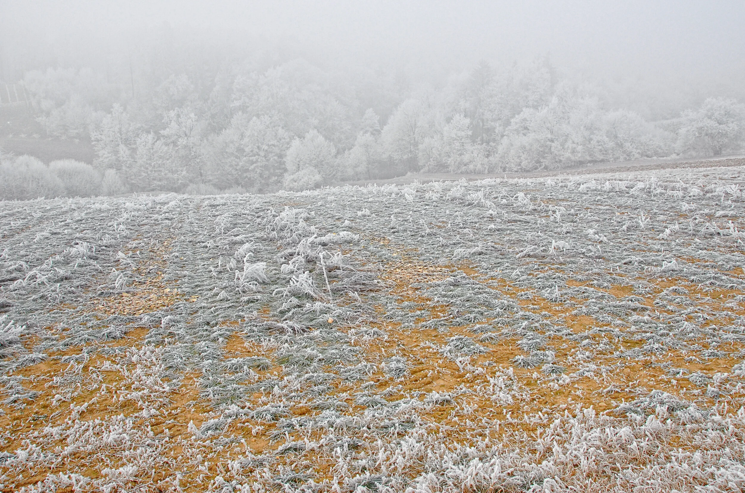 Die Farbe der Saison ?
