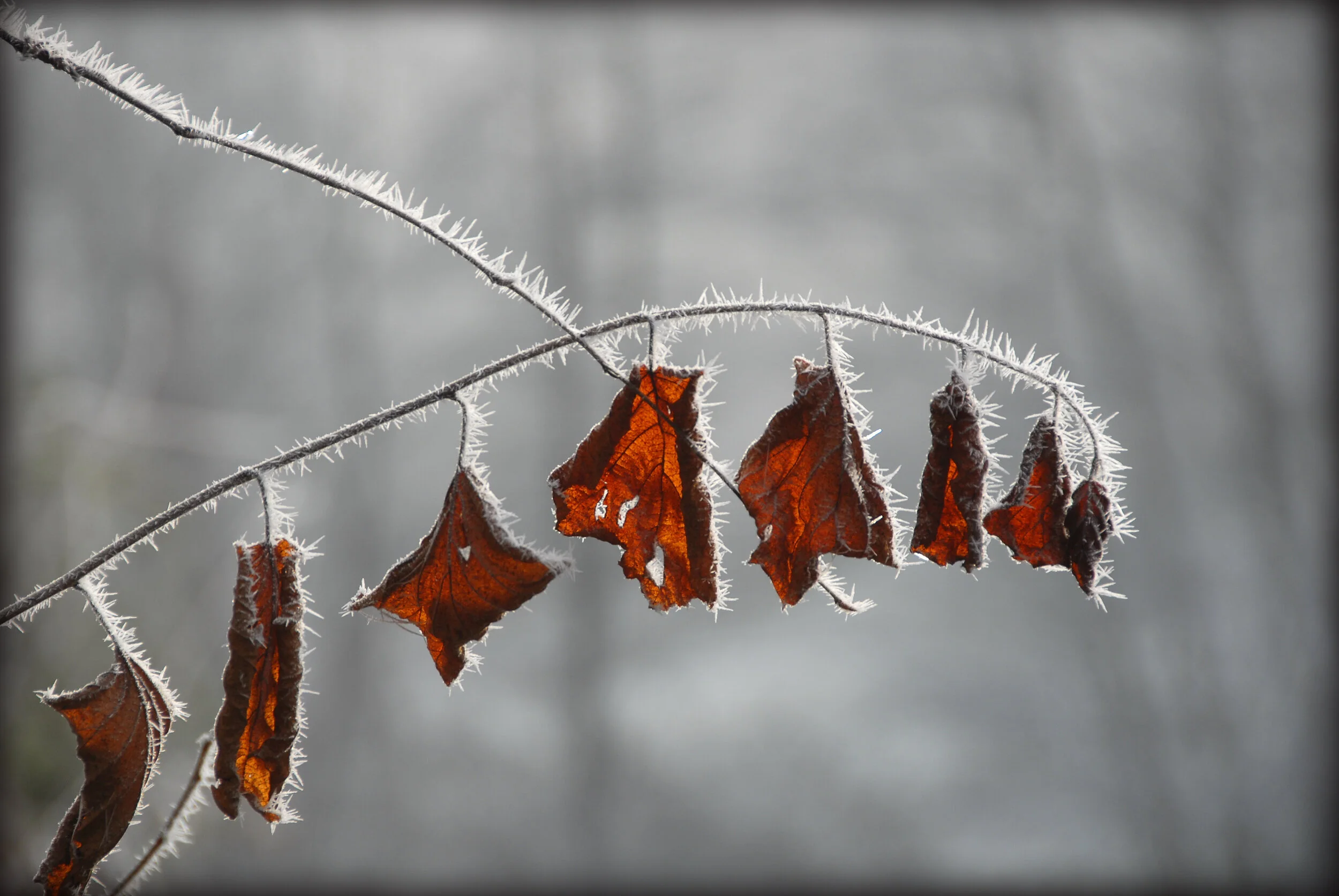 Abhängige (in) der Eiszeit