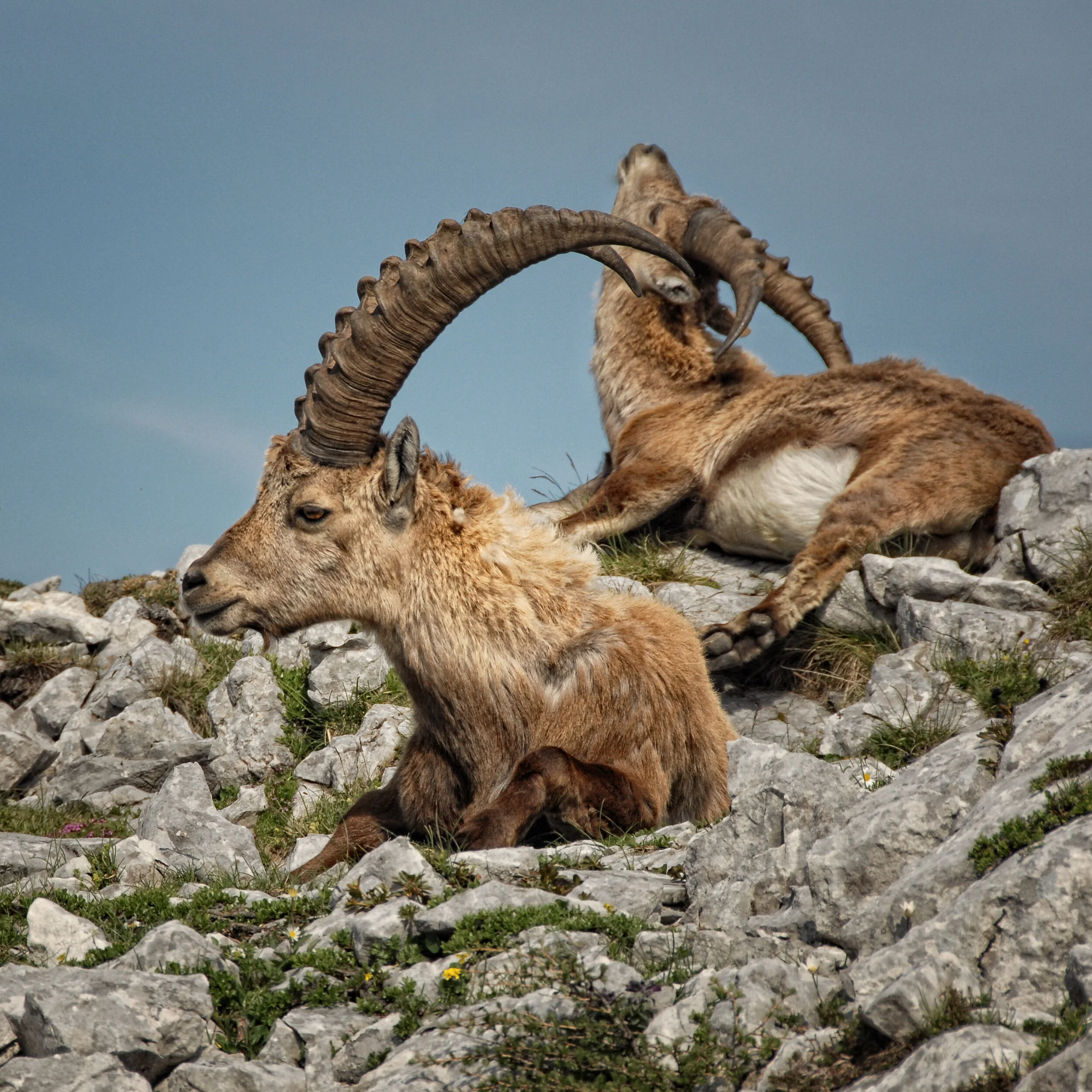 Juckt es ? Und wenn: wen ?? - TAC-Spitze, Steiermark