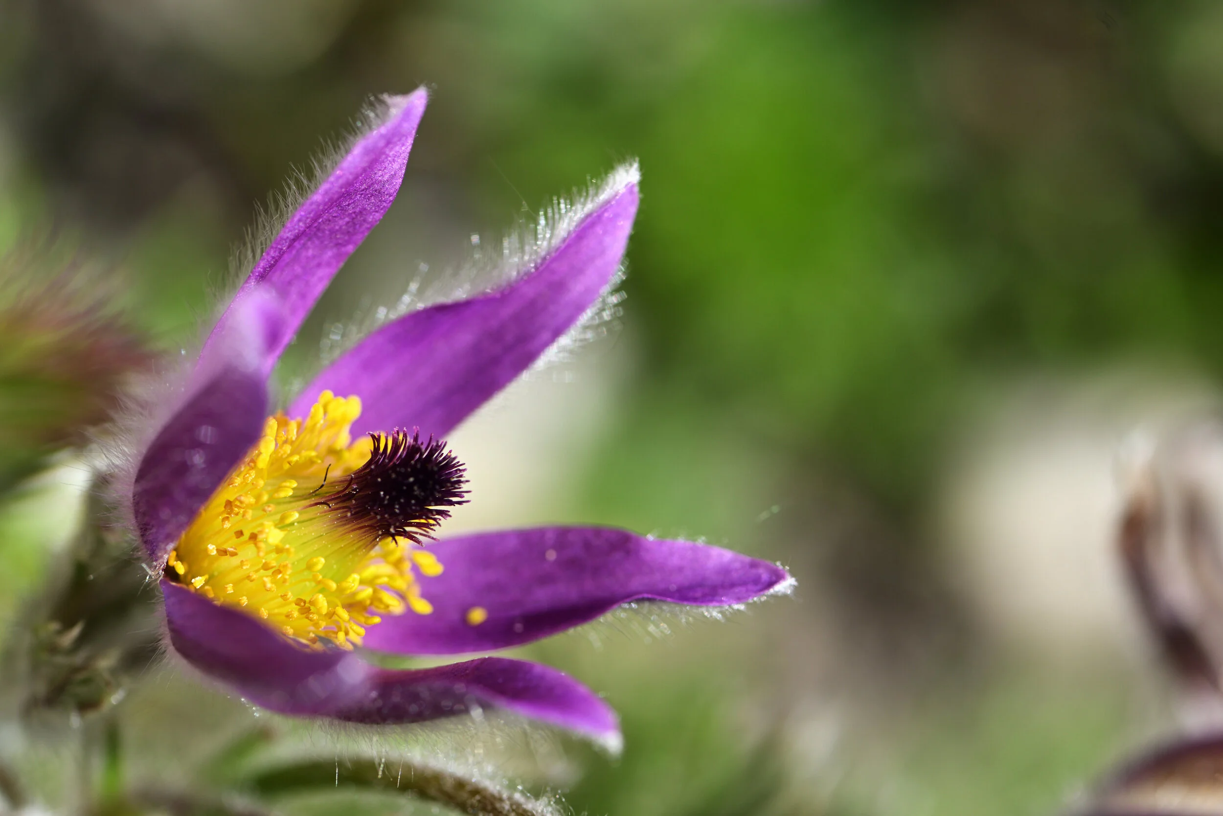 Satte Farben für hungrige Hummeln