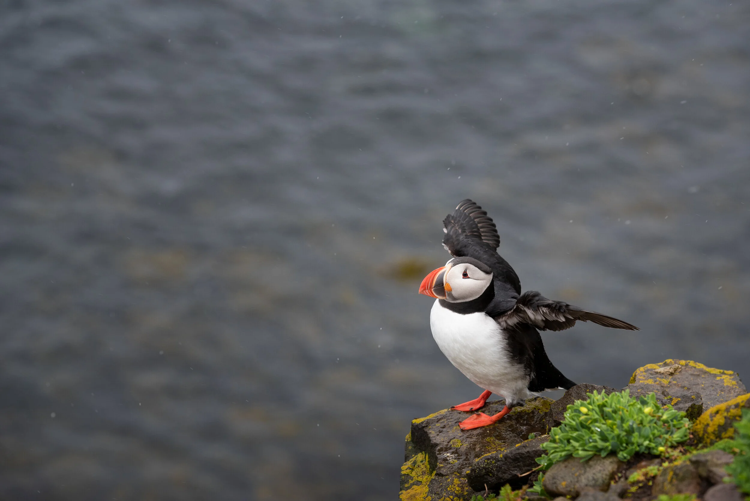König der Herzen - Papageientaucher