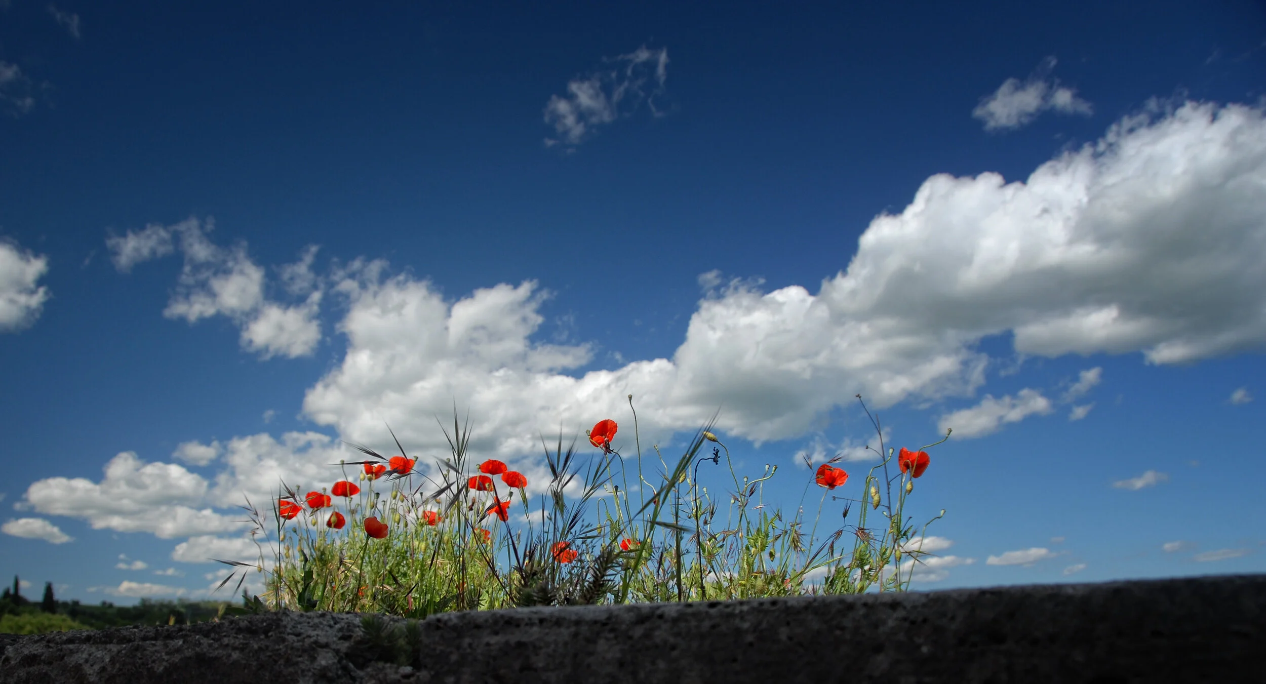Mauerblümchen, von wegen !