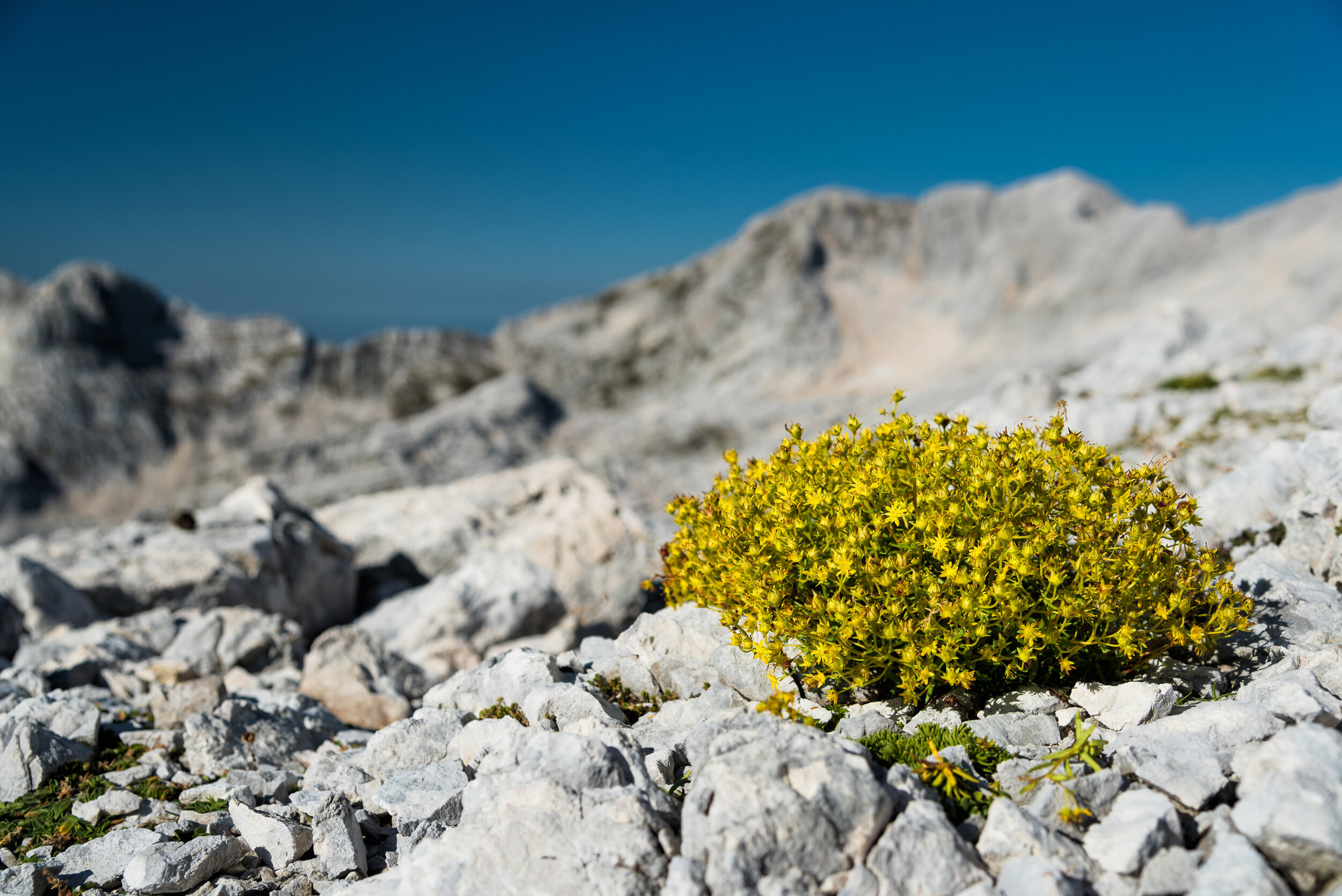 Blumeninsel im Kalkmeer - Julische Alpen