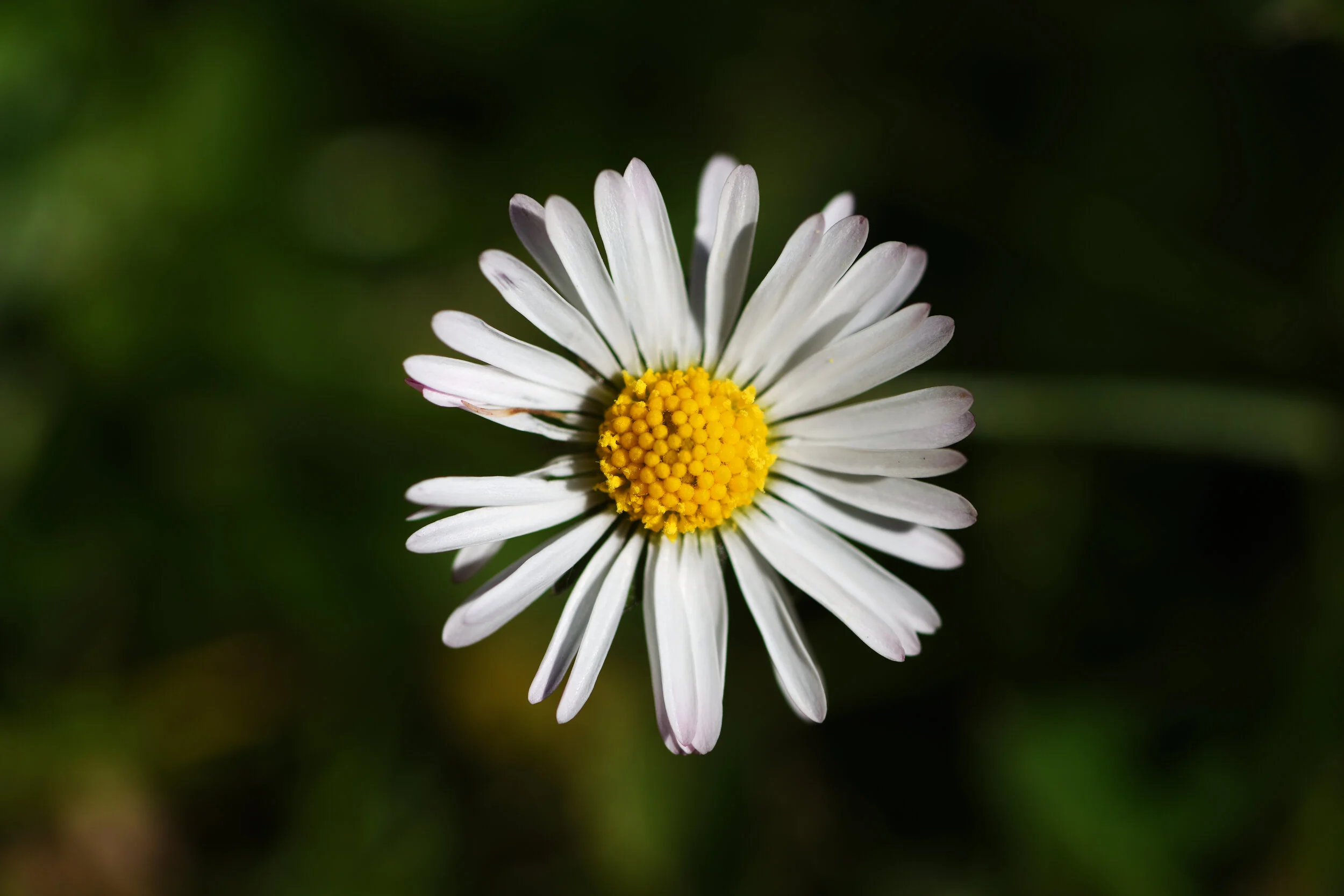 Ich knips' sie, ich knips' sie nicht