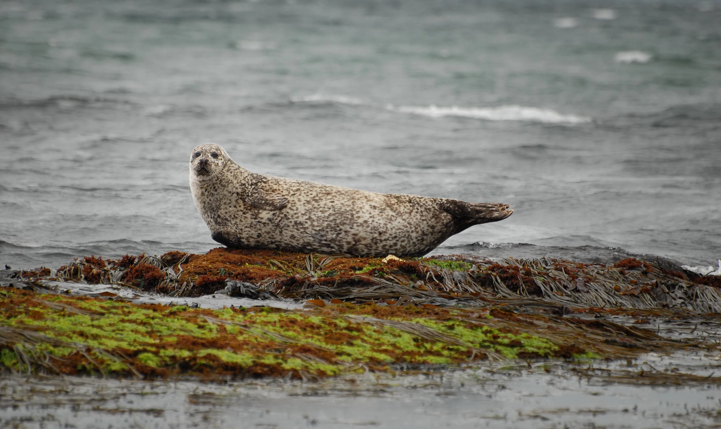 Rastplatz für Einzelschwimmer - Nordirland