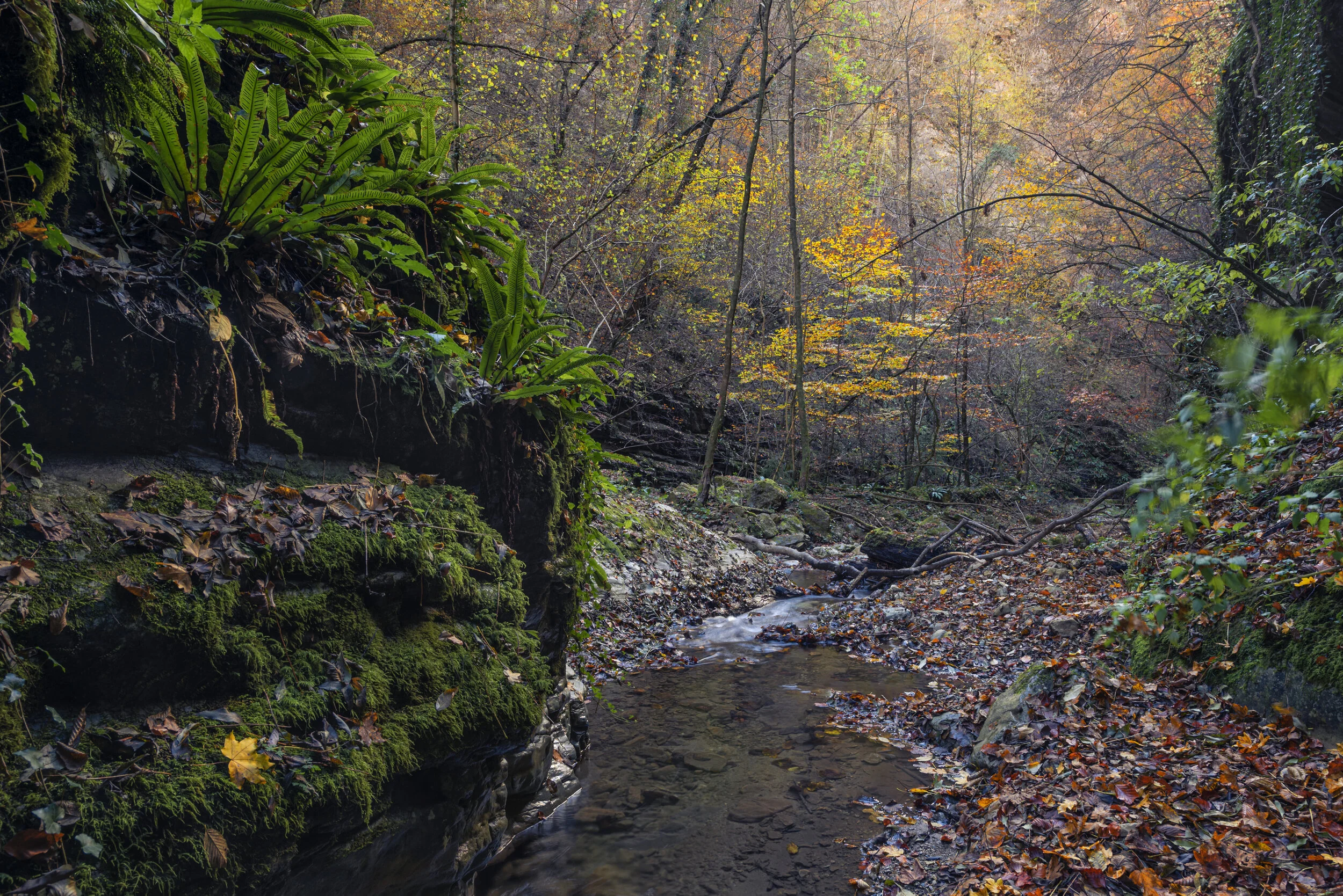 Das scheinbar Unscheinbare - Badlgraben, Steiermark