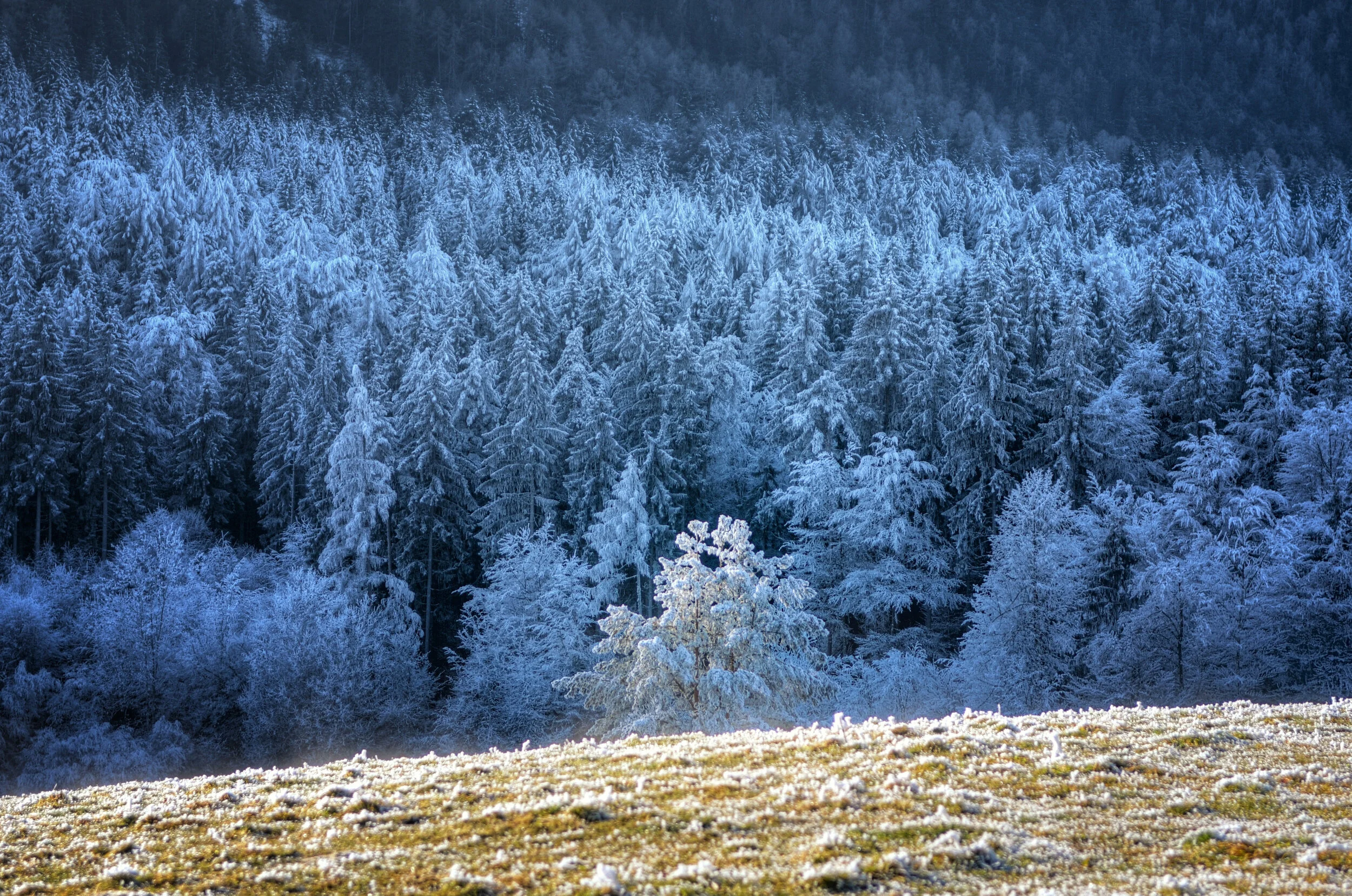 Licht und Schatten im Winterwald