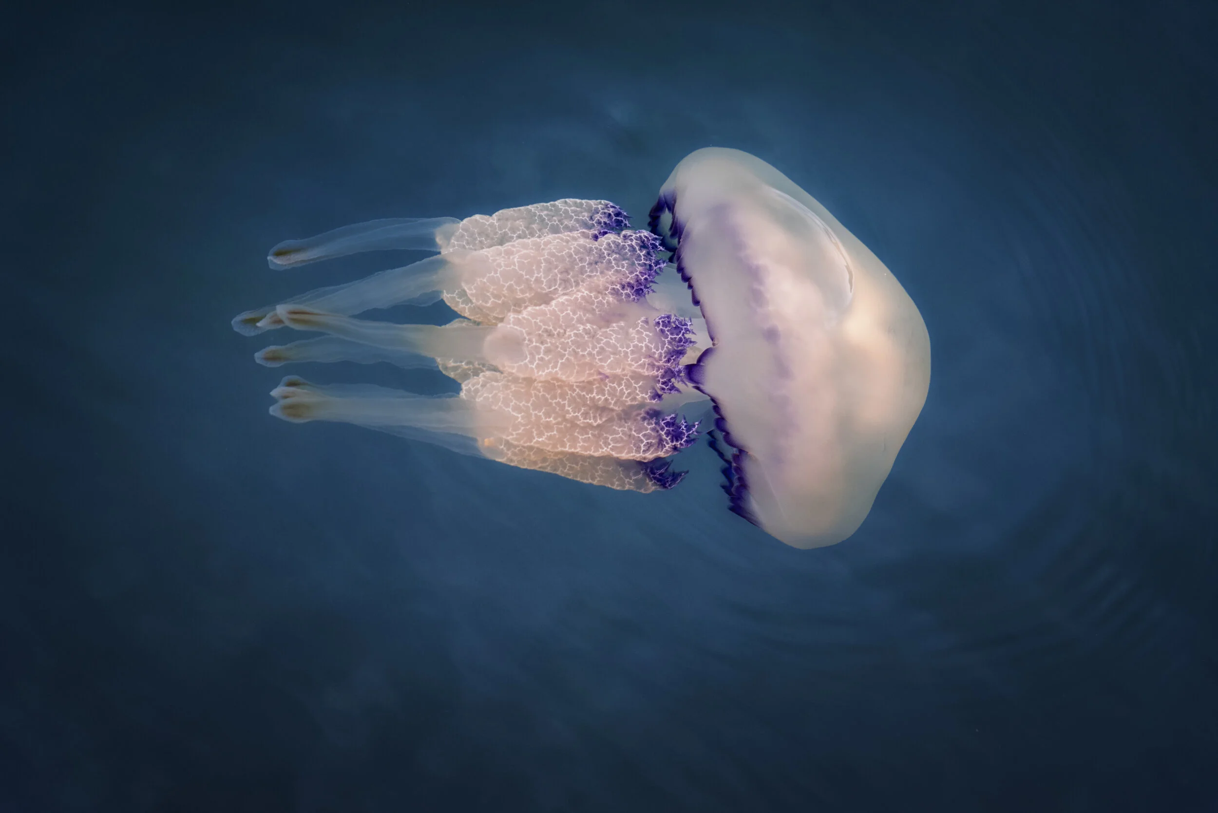 Rhizostoma pulmo oder Wurzelmundqualle - mare adriaticum