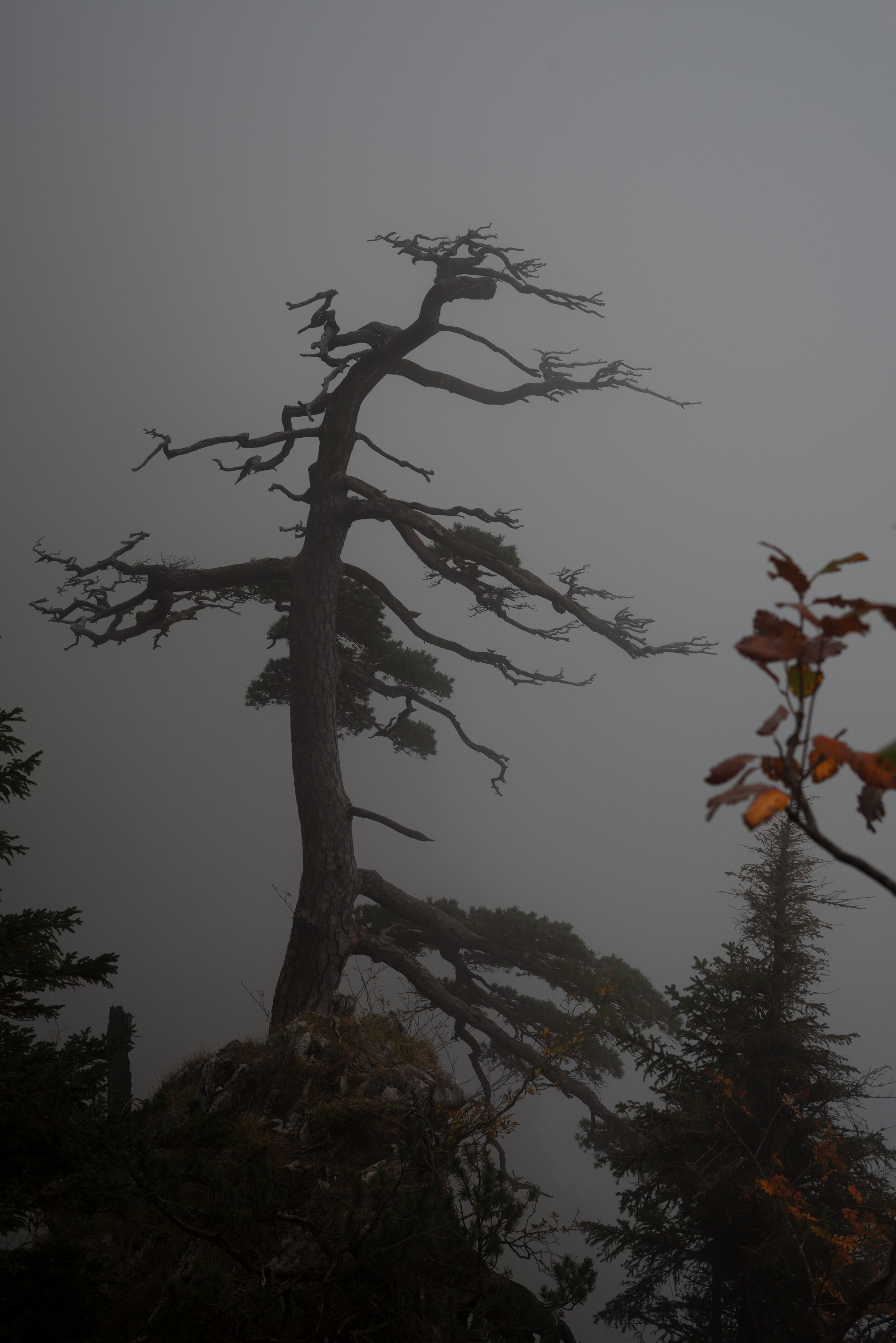Herbstumnebelt - Traunstein