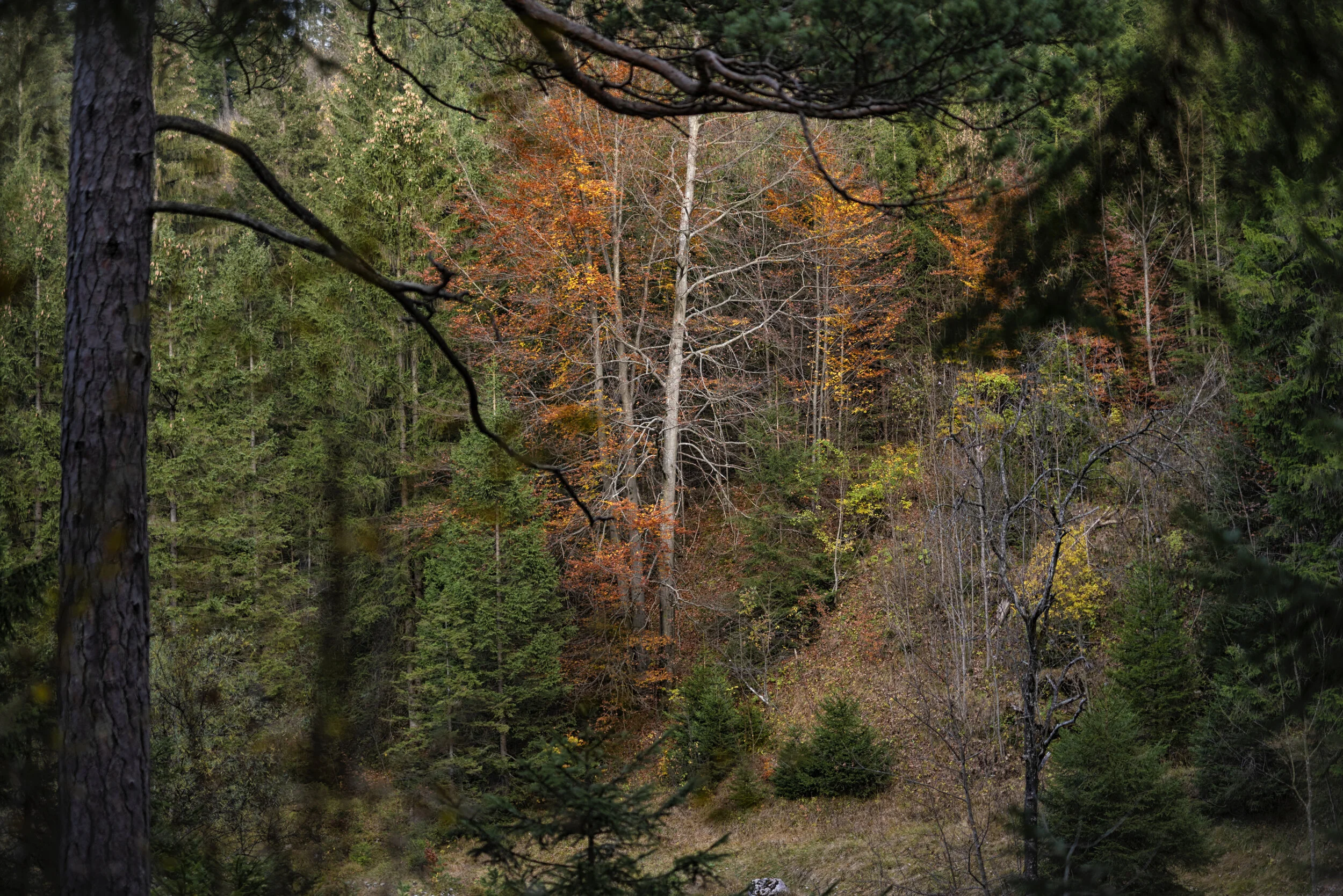 Auszeit im Herbstwald