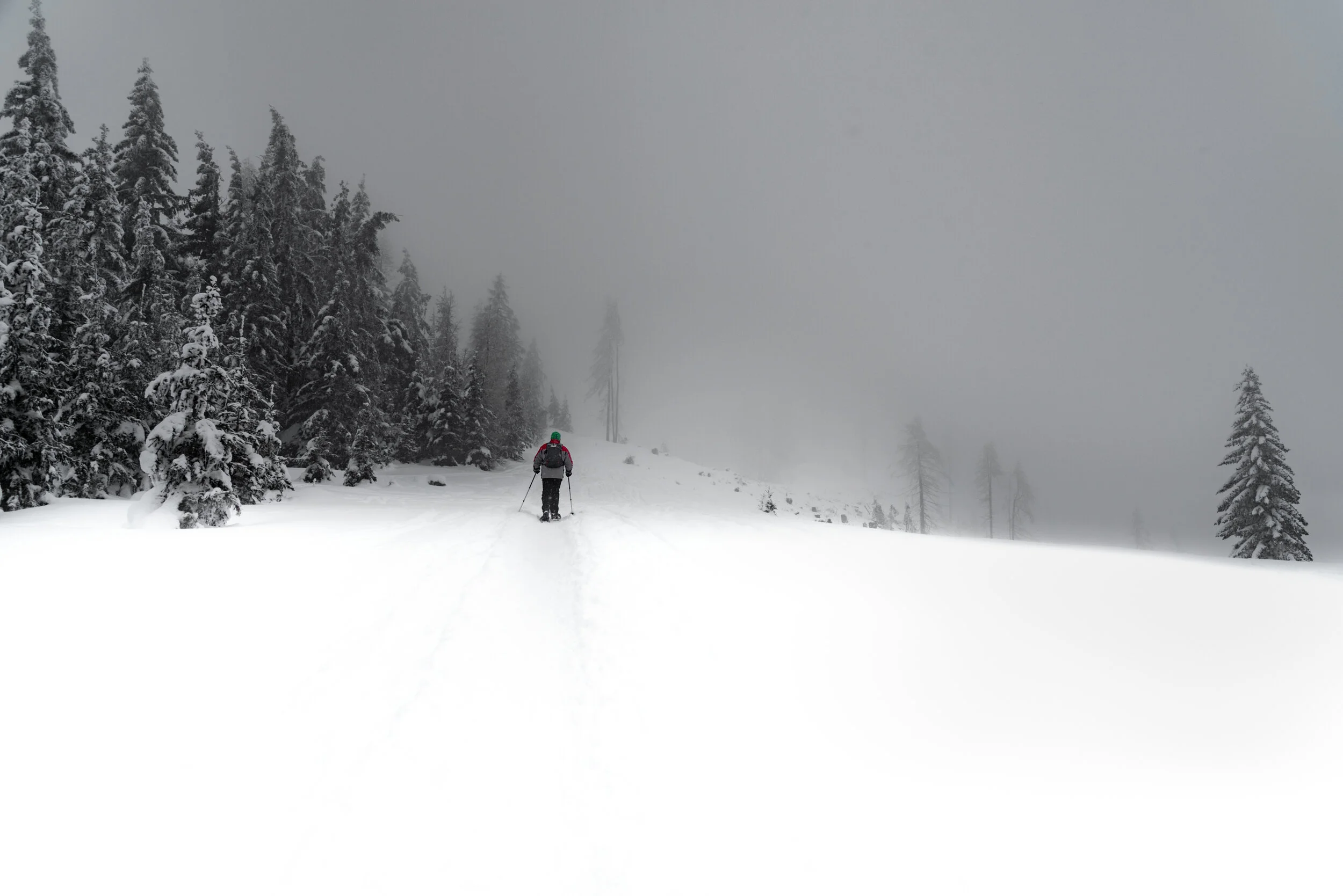 Petzenbär und Schneeschuh'