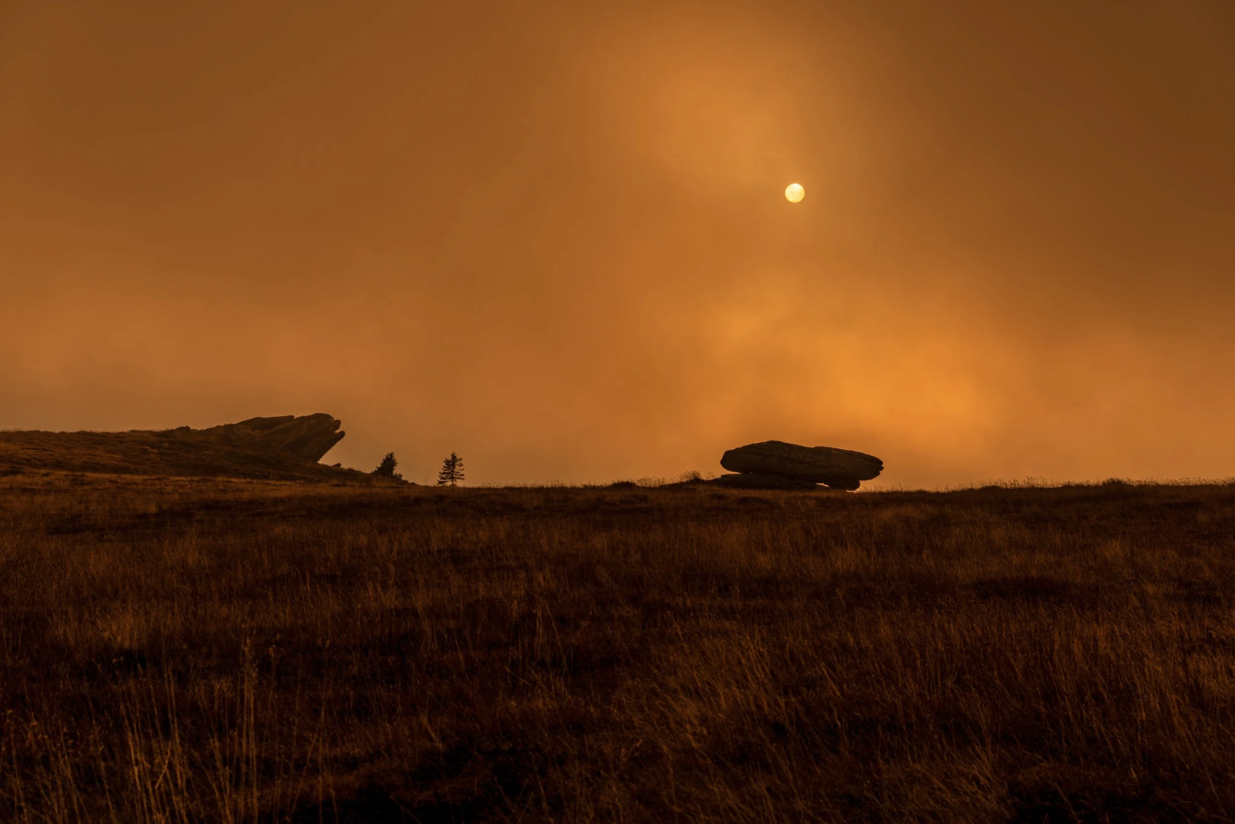 Delphin im Sonnenhunger