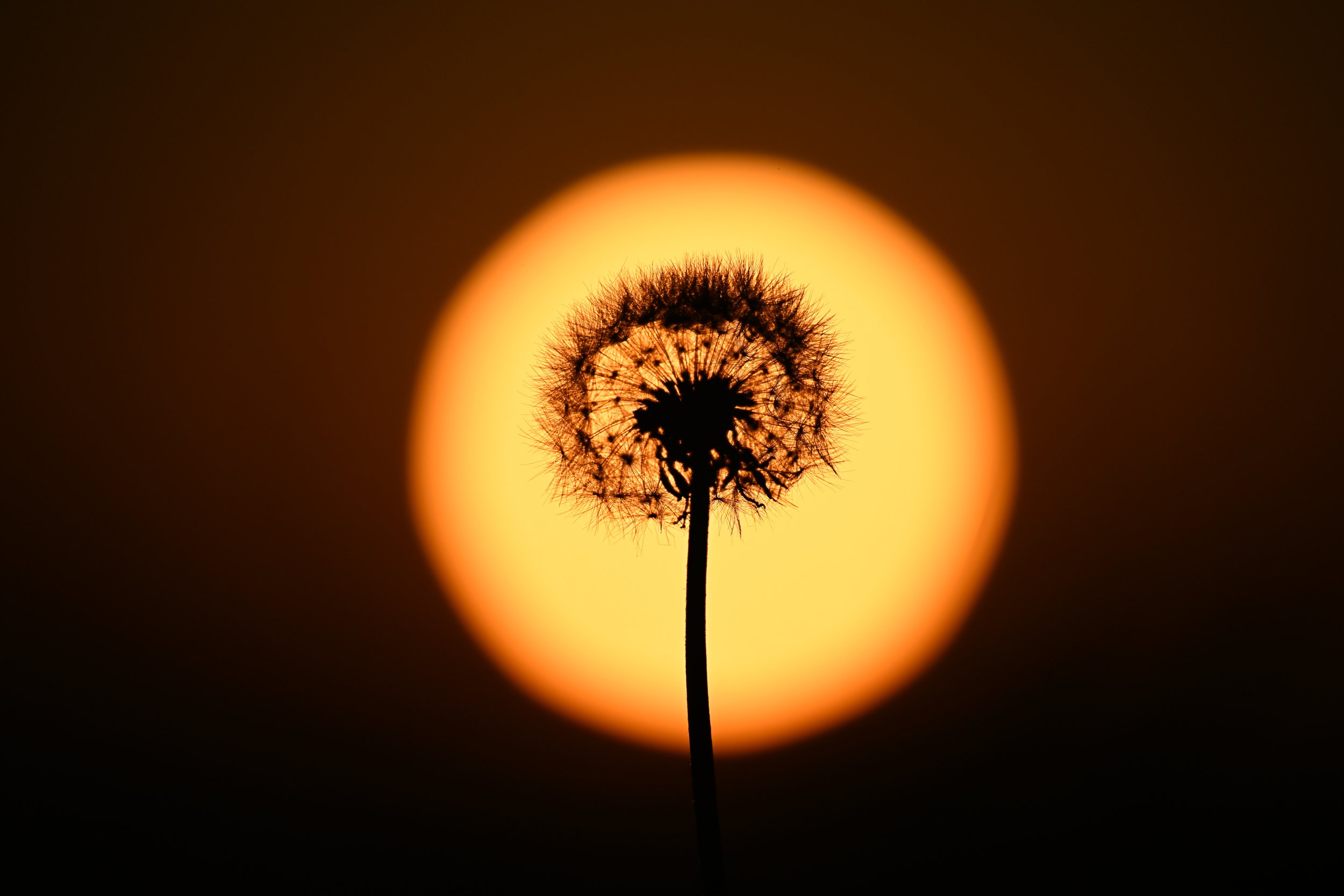 Sonnenuntergang beim Picknick in den Weinbergen