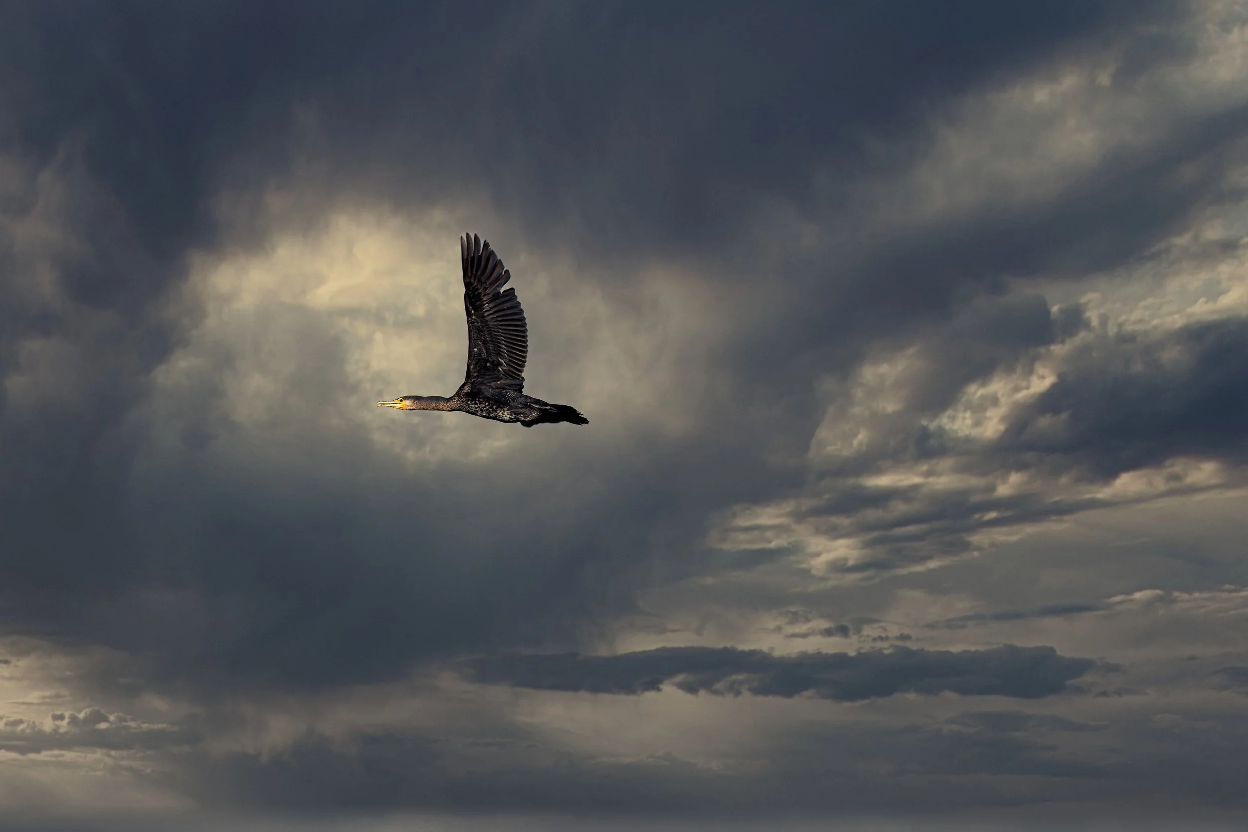 Kormoran auf Aus_flug, Brunnsee