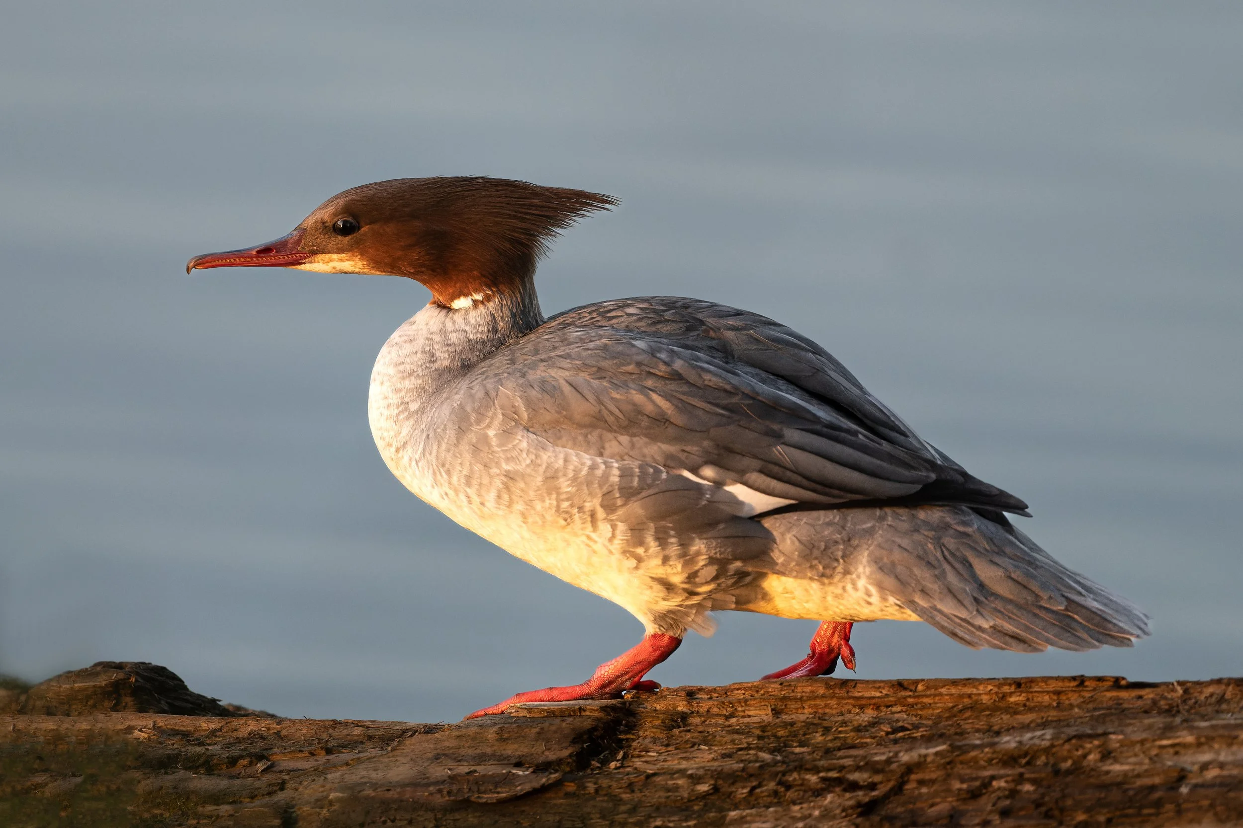 Gänsesäger oder: kein Känguruh (und bei letzterem bin ich mir sogar sicher!)