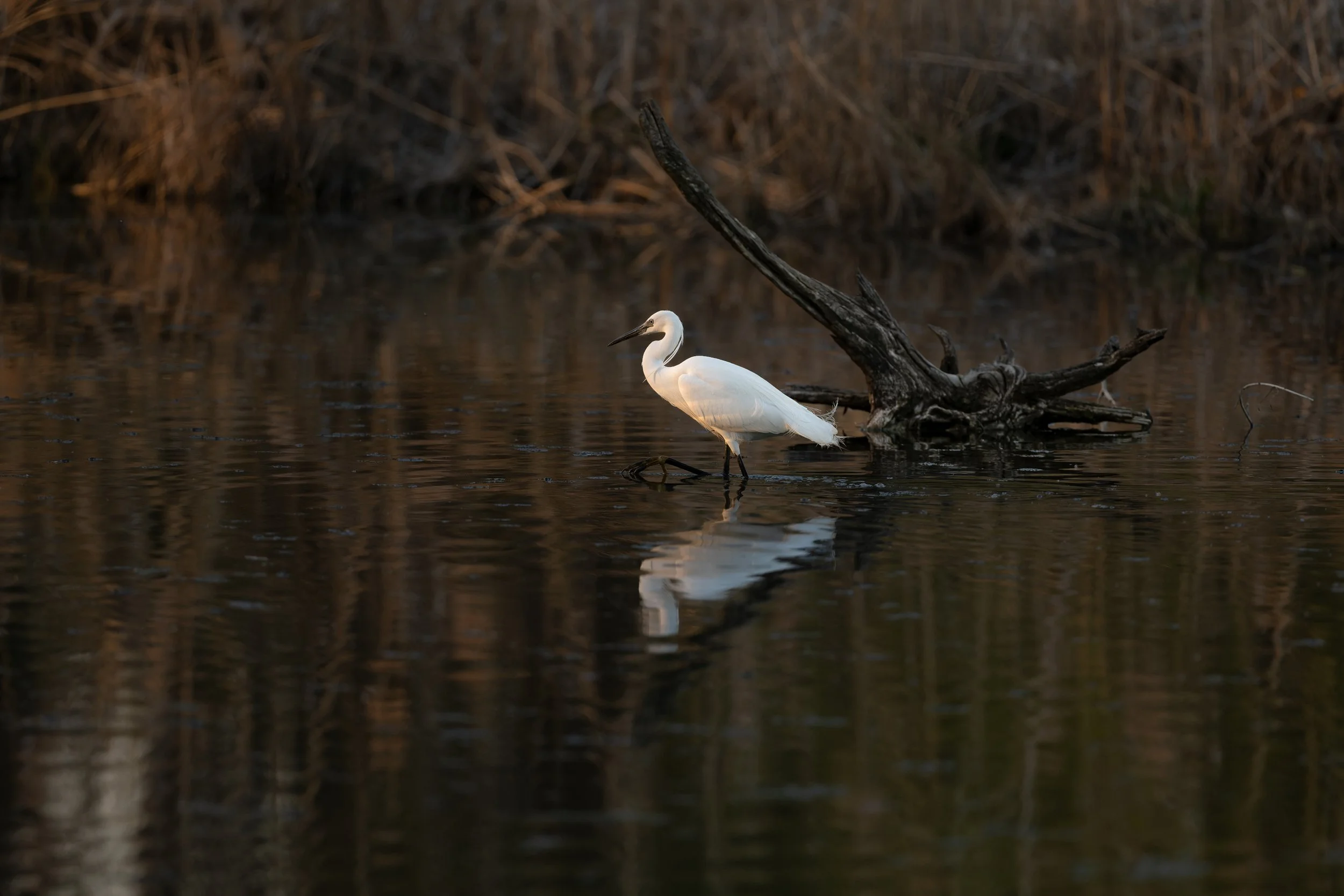 Seine Majestät, der Seidenreiher