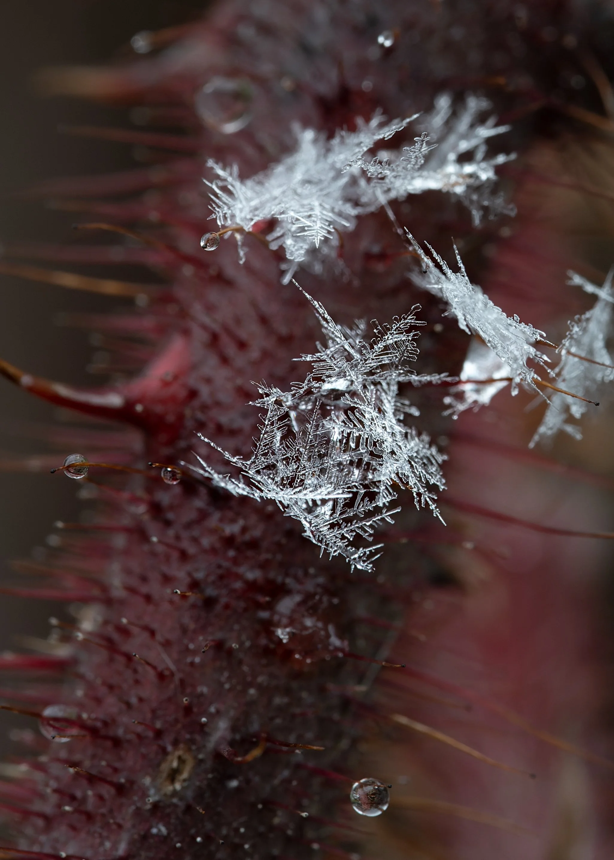 Himbeereis - Schneeflocken, die auf unseren Himbeerranken gelandet sind