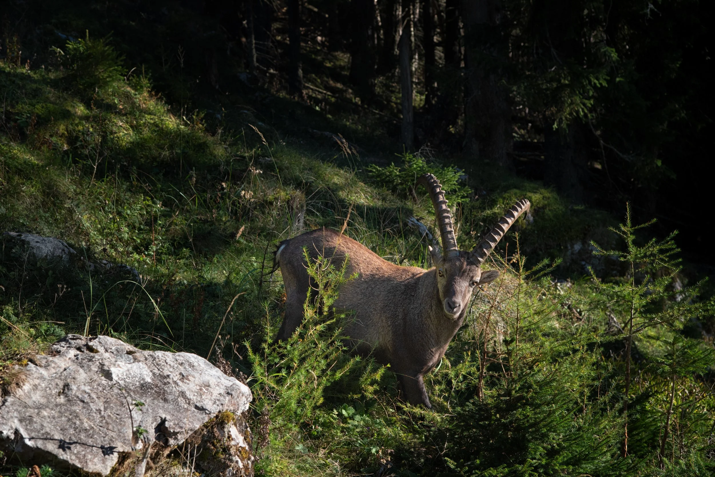 Begegnung im Bergwald